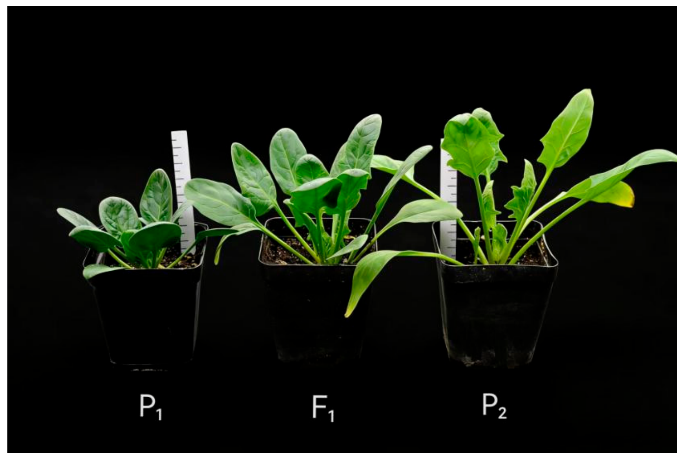 Horticulturae 12 00875 g001 Horticulturae 12 00875 g001