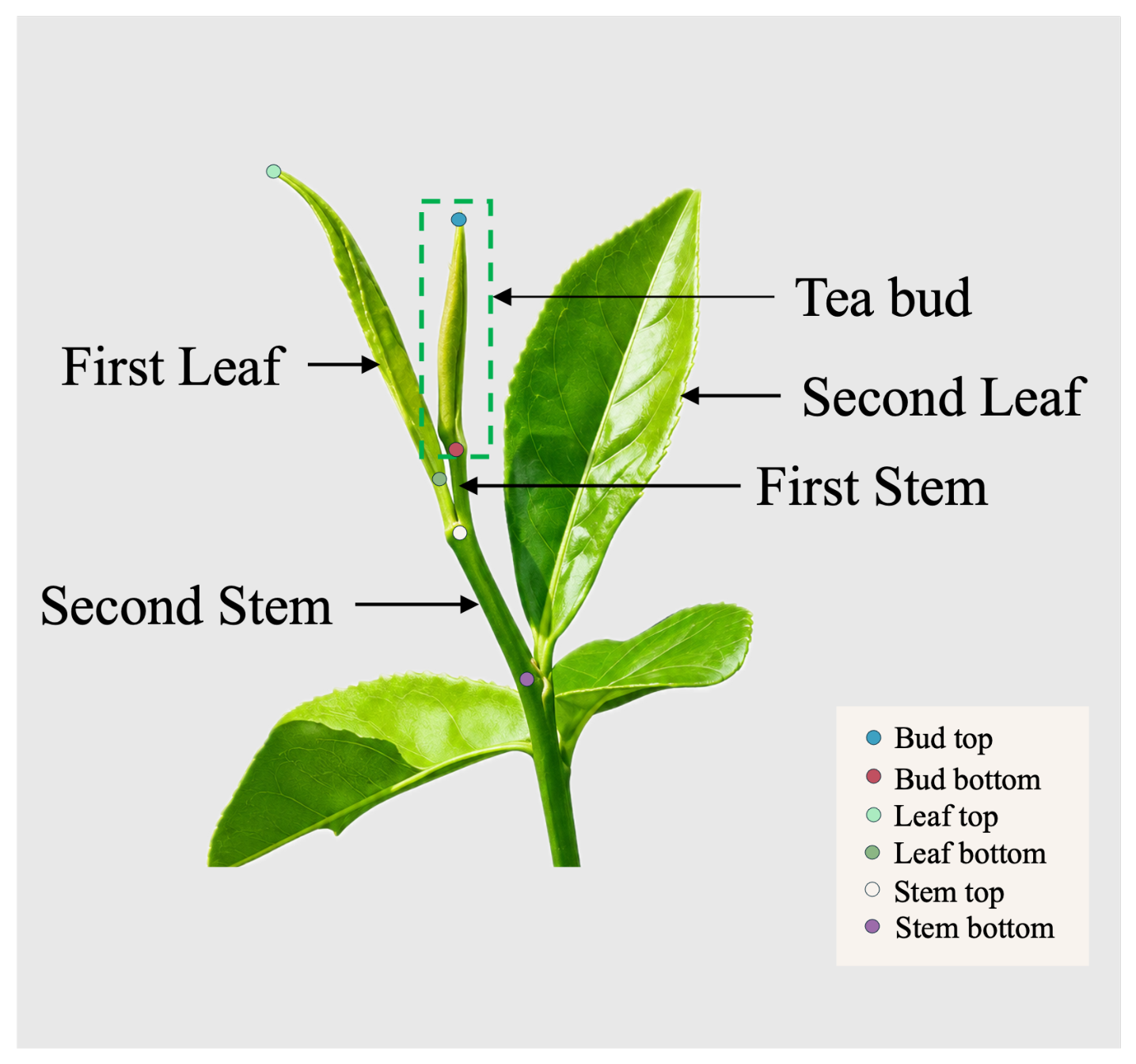 Horticulturae 12 01024 g002