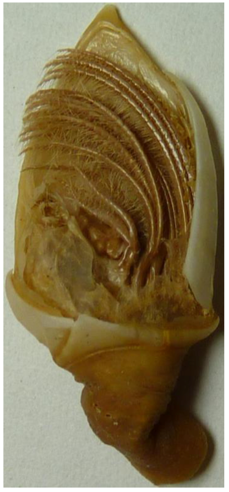 Humanities 01 00145 g002 1024