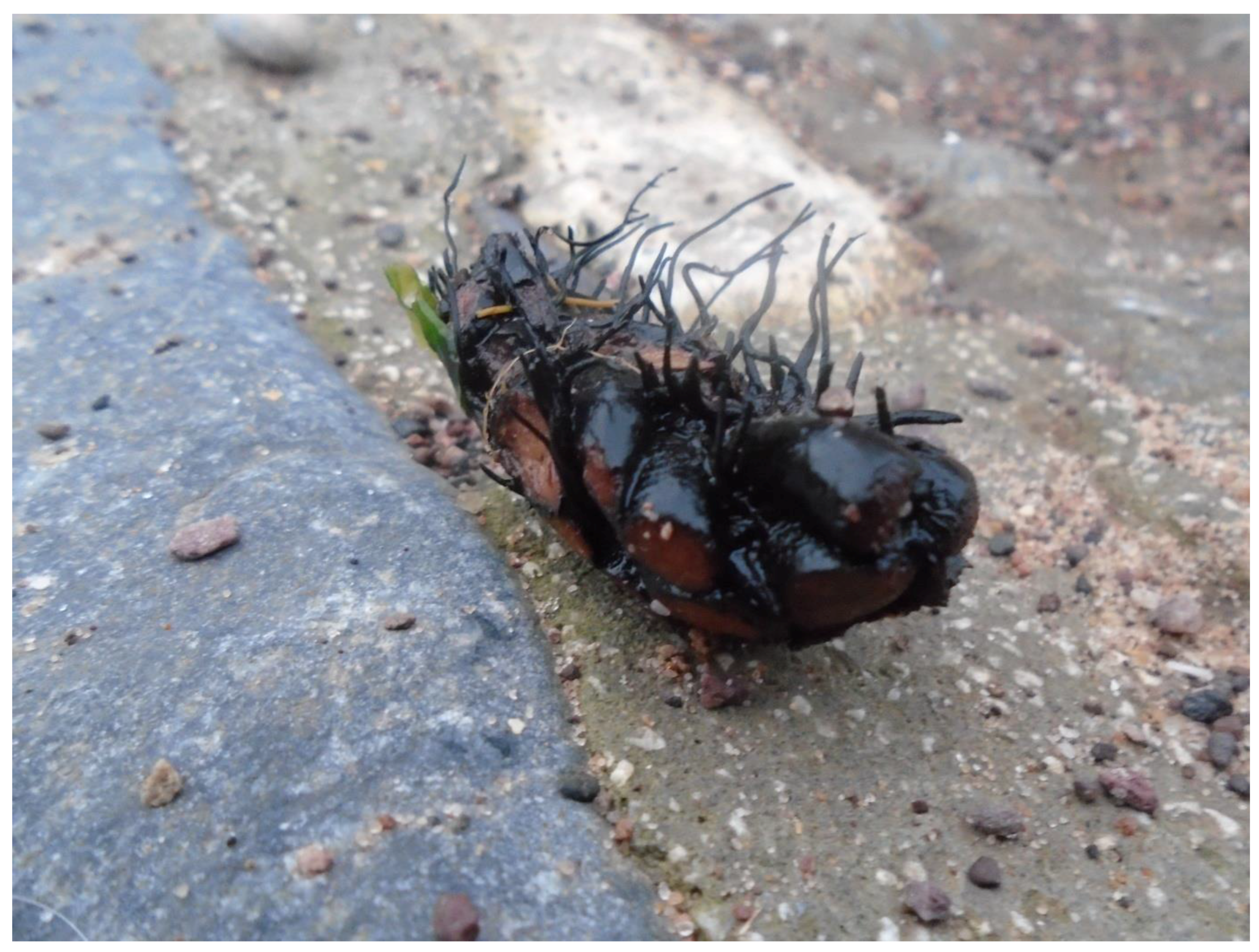 Humanities 06 00051 g033