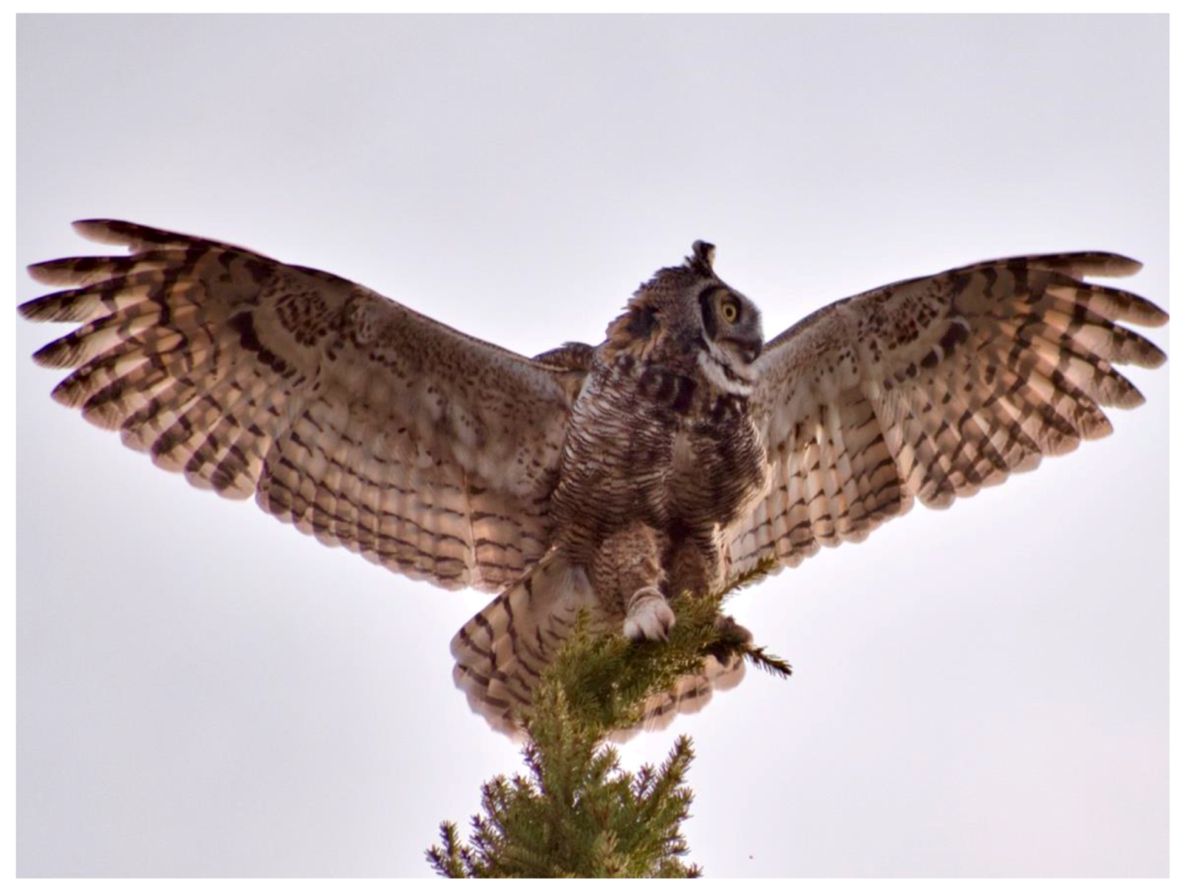 Humanities 07 00005 g004