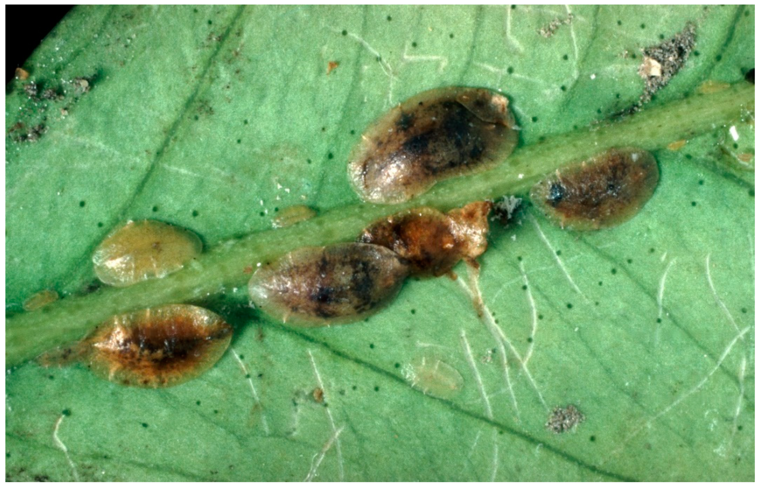 Humanities 09 00078 g002