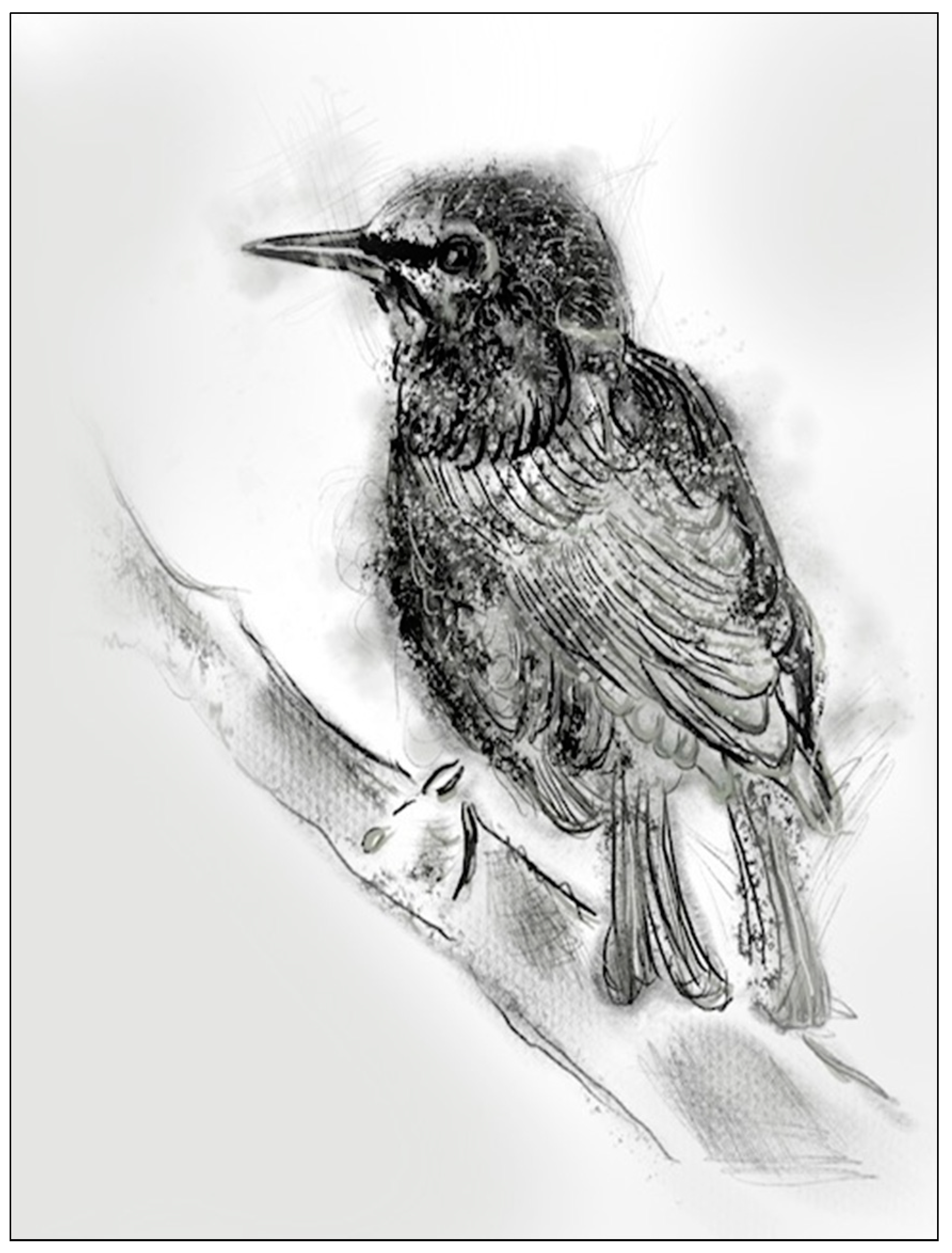 Humanities 10 00113 g006