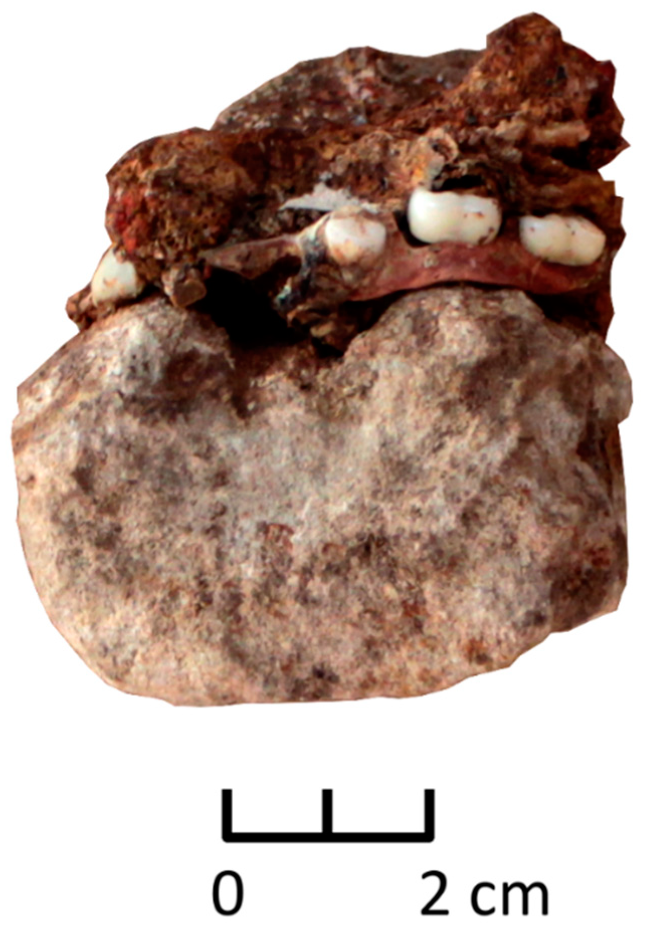 Humans 02 00006 g002