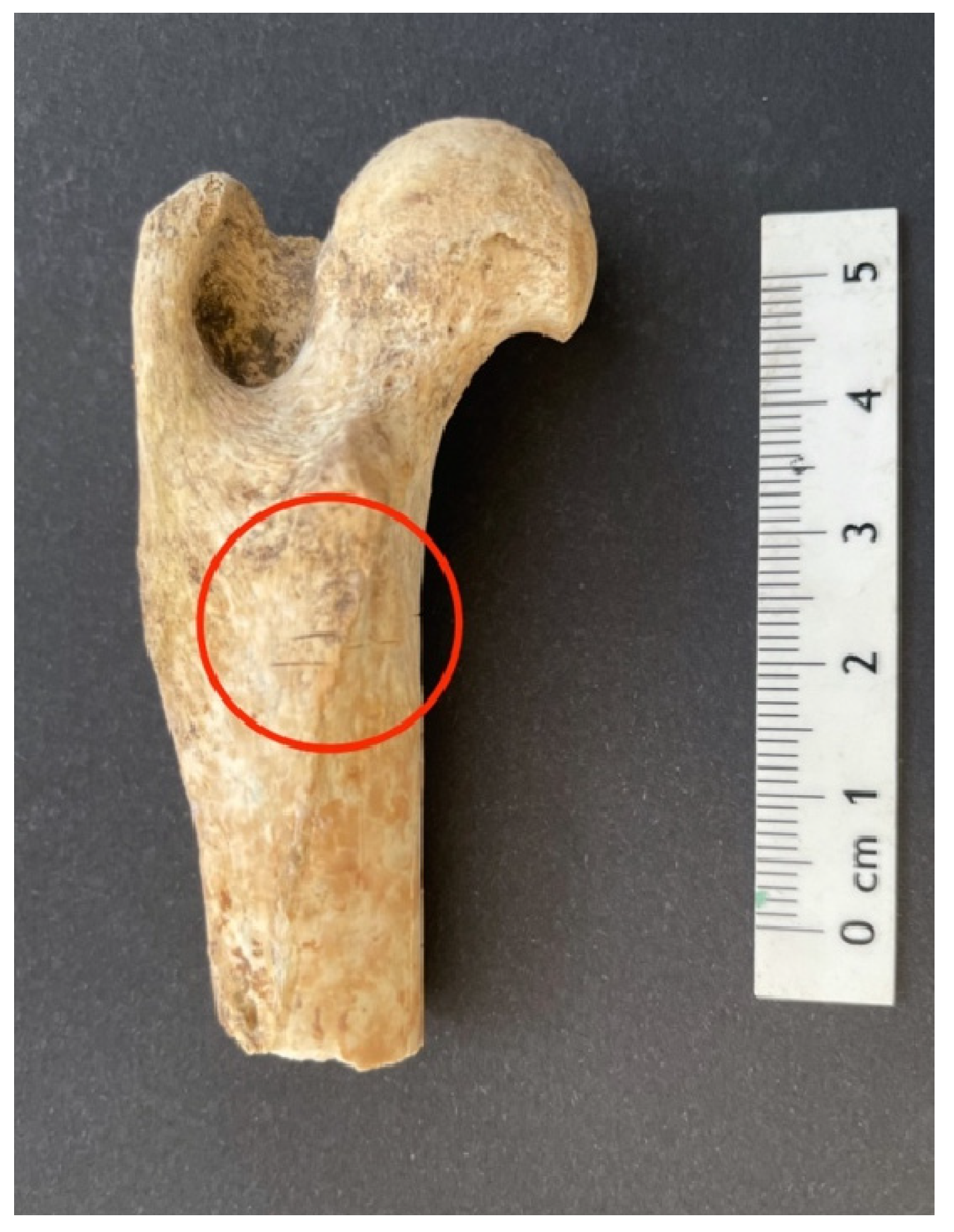 Humans 04 00009 g003