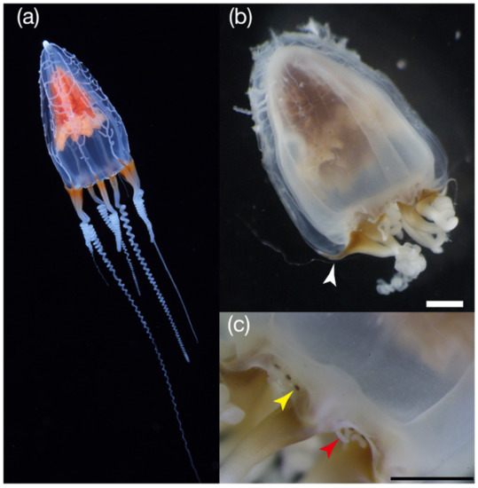 Hydrobiology 01 00011 g002 550