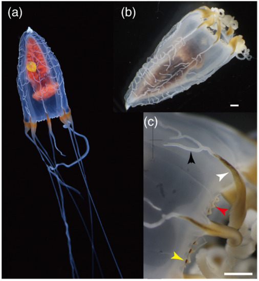 Hydrobiology 01 00011 g003 550