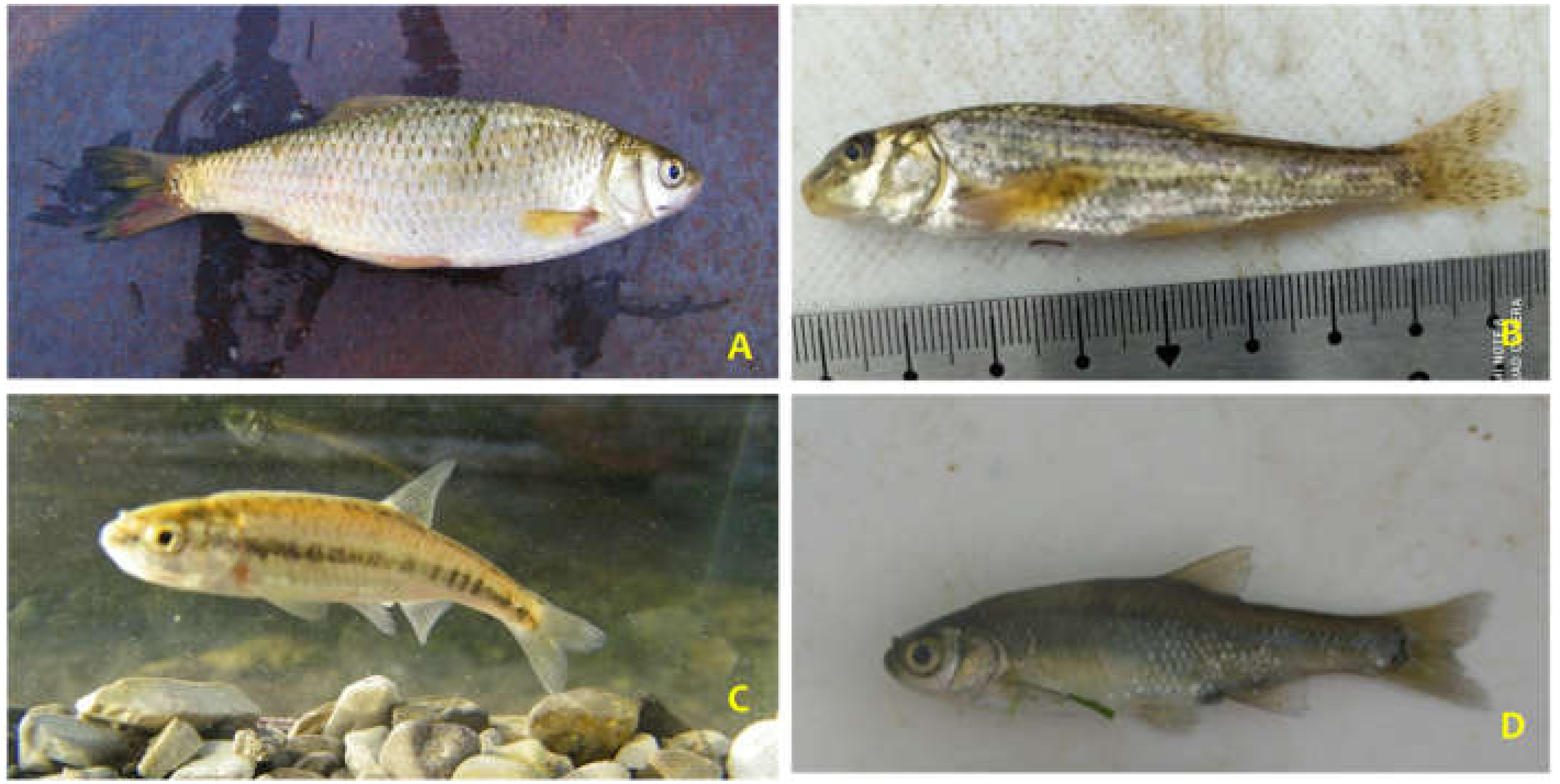 Hydrobiology 02 00004 g004