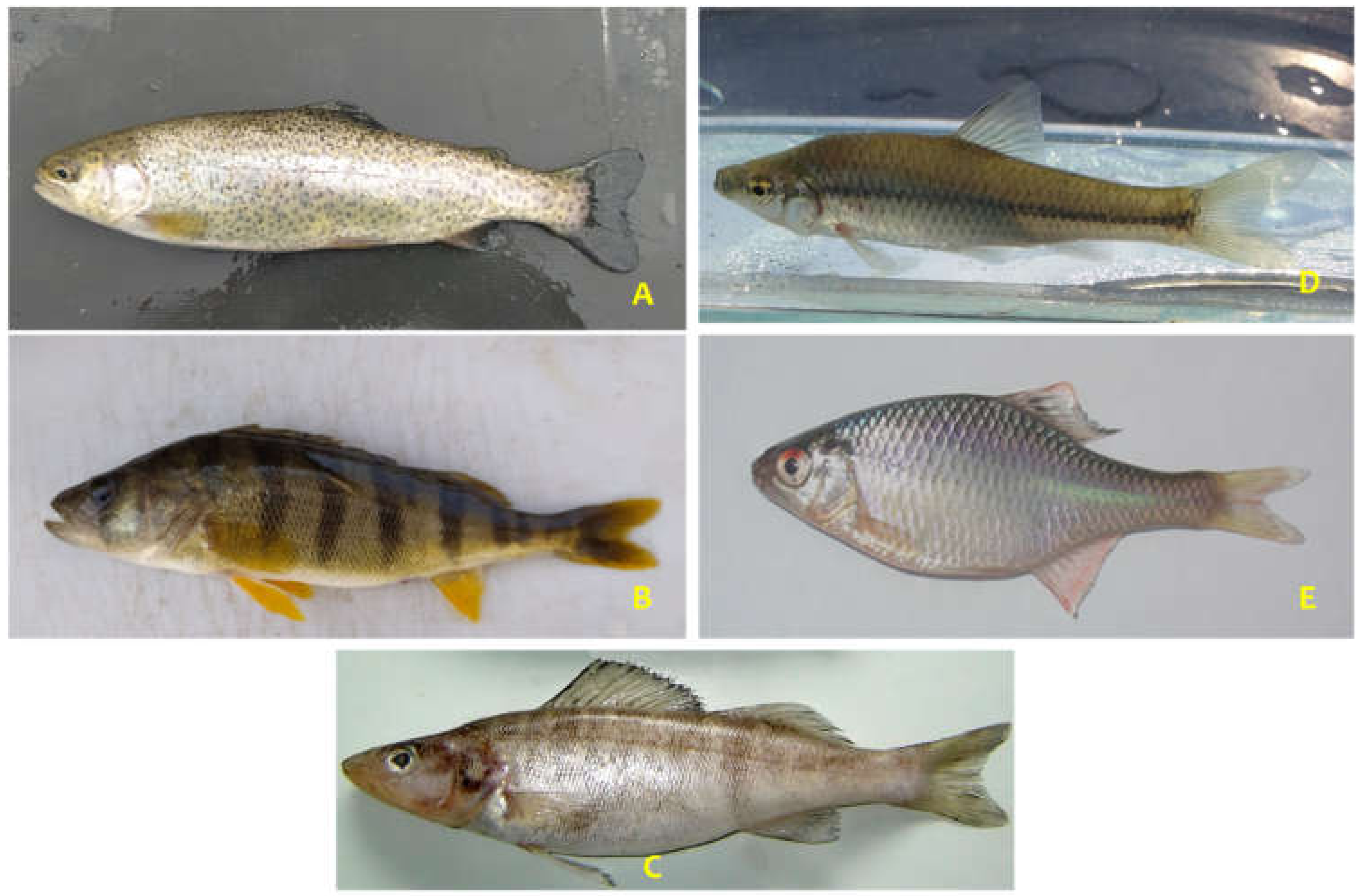Hydrobiology 02 00004 g005