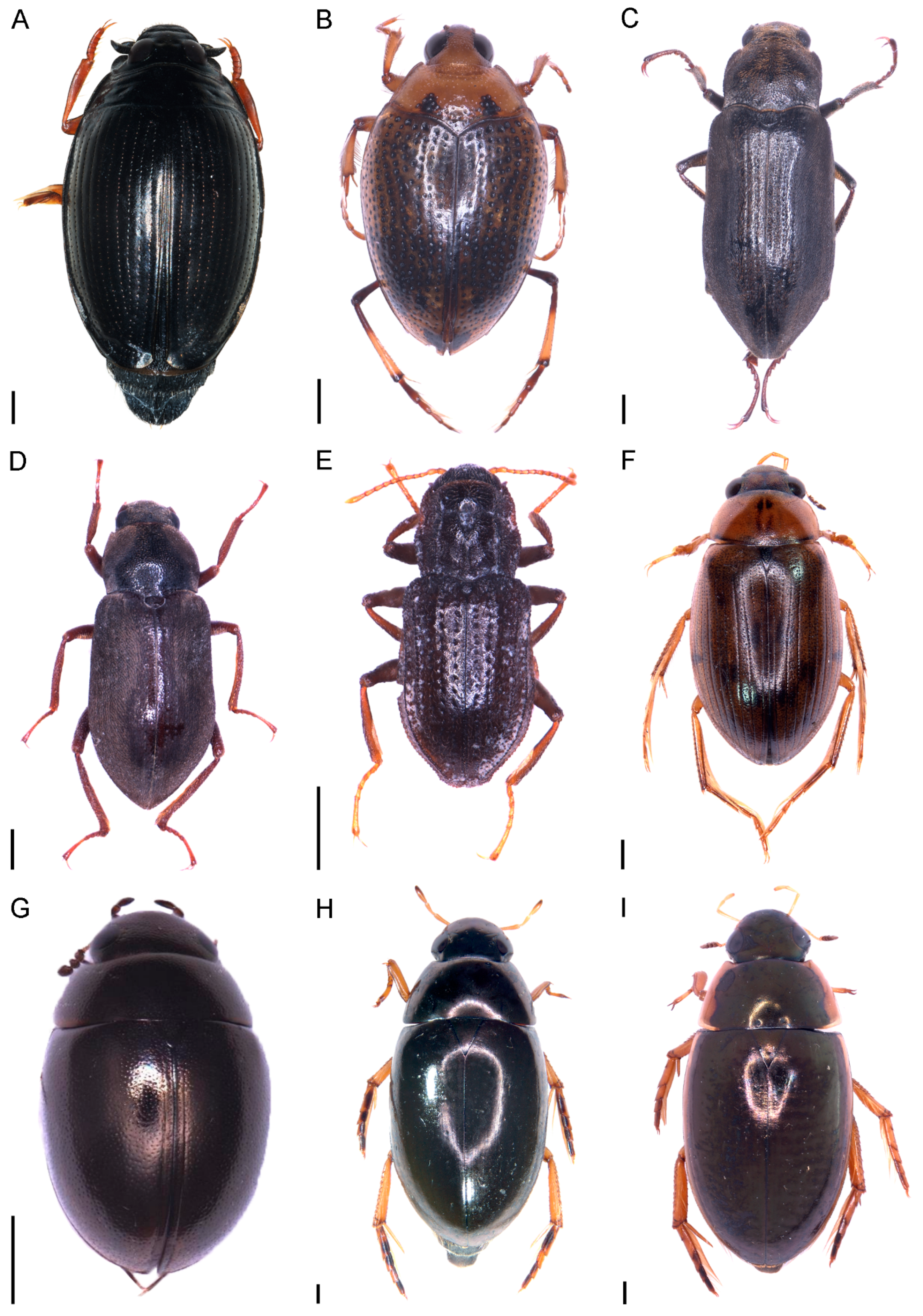 Hydrobiology 02 00016 g004