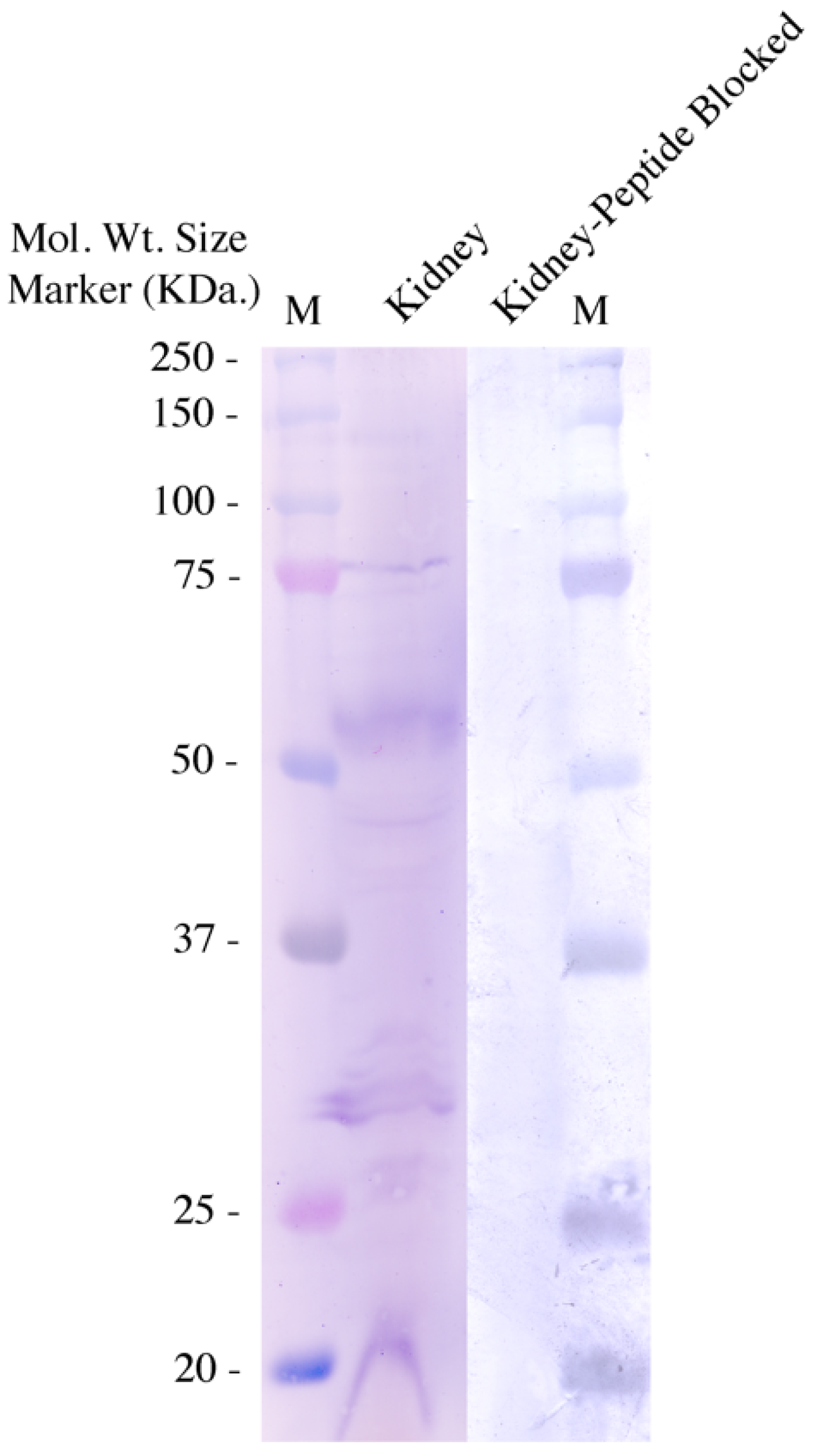Hydrobiology 03 00024 g004