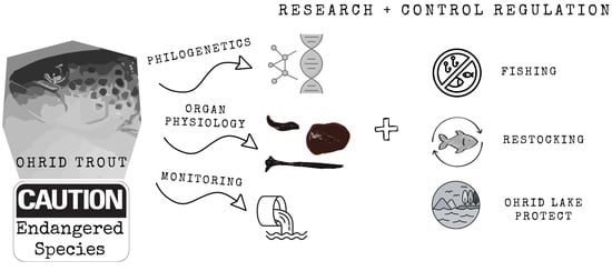 Representative adult female Ohrid trout (Salmo letnica) collected from Lake Ohrid at Peštani, North Macedonia, in January 2000. The 4+-year-old specimen (total length: 40 cm) was used for organ necropsy and scientific analysis.