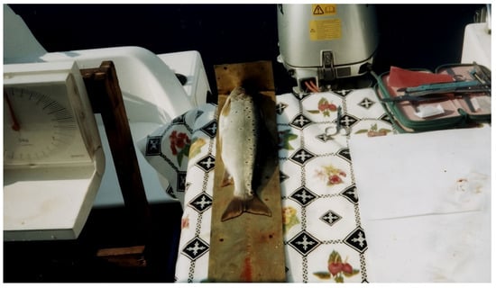 Representative adult female Ohrid trout (Salmo letnica) collected from Lake Ohrid at Peštani, North Macedonia, in January 2000. The 4+-year-old specimen (total length: 40 cm) was used for organ necropsy and scientific analysis.