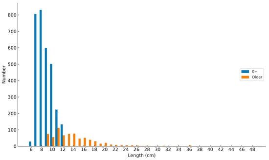 Number of yellow eels vs. yellow eel length (cm).