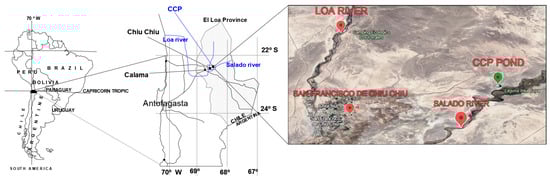 Chiuchiu Pond (CCP) at the pre-Andean Atacama Desert, Antofagasta region, northern Chile. The approximate location of Calama City, Chiuchiu Village, and CCP, are shown as black circles on the regional map enlarged from a South America global map. The relative position of CCP is shown as a green mark close to Loa and Salado rivers on the aerial photograph enlarged from the regional map (Google Earth Pro, accessed on 28 May 2024).