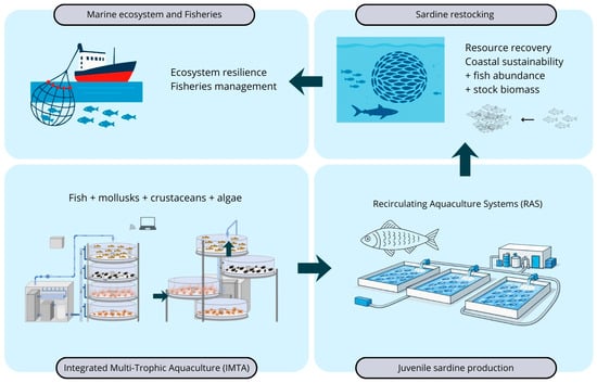 Juvenile sardine production in ecological culture system (IMTA, RAS), revealing its implications for restocking and coastal sustainability.