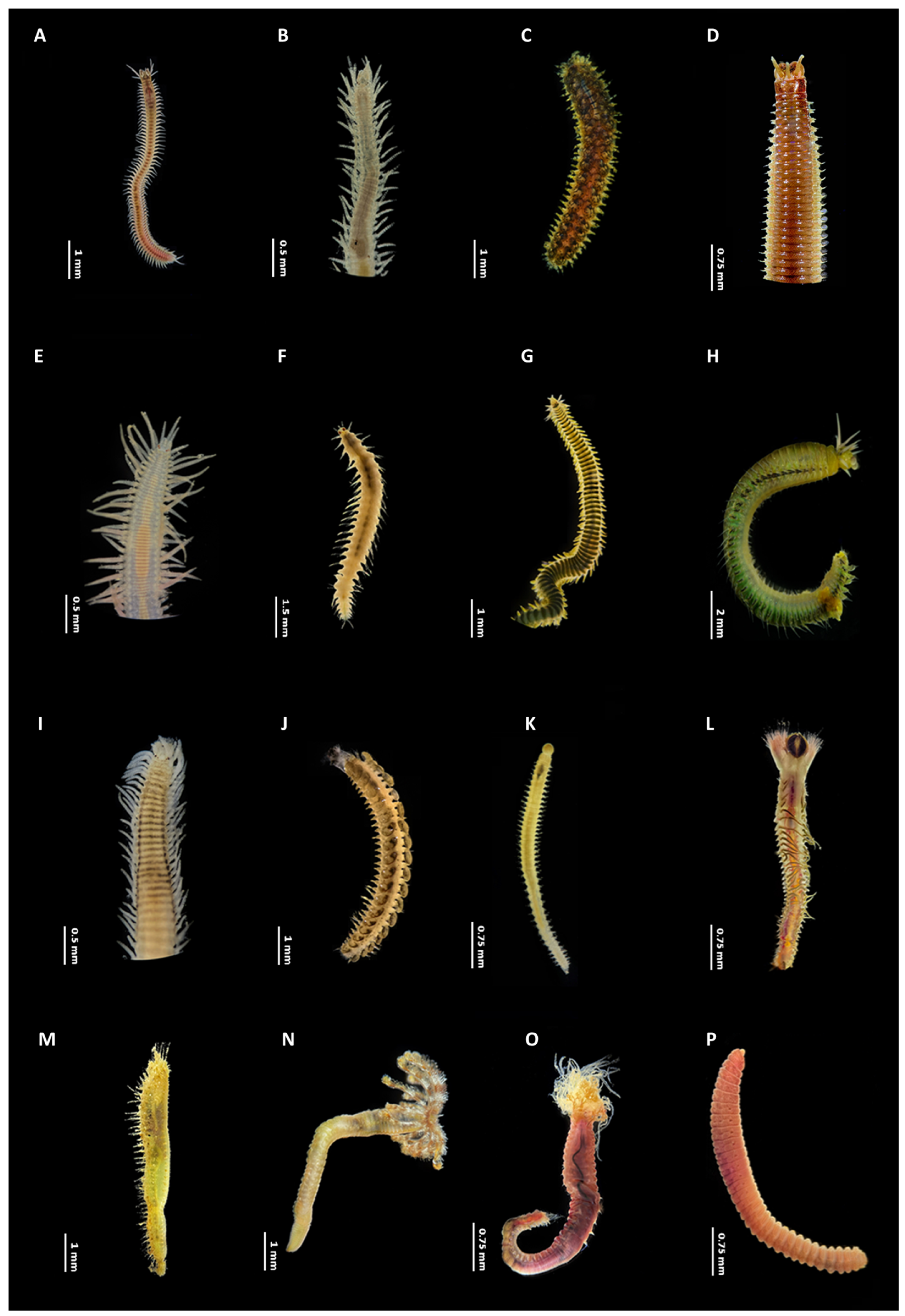 Hydrobiology 05 00033 g002 Hydrobiology 05 00033 g002