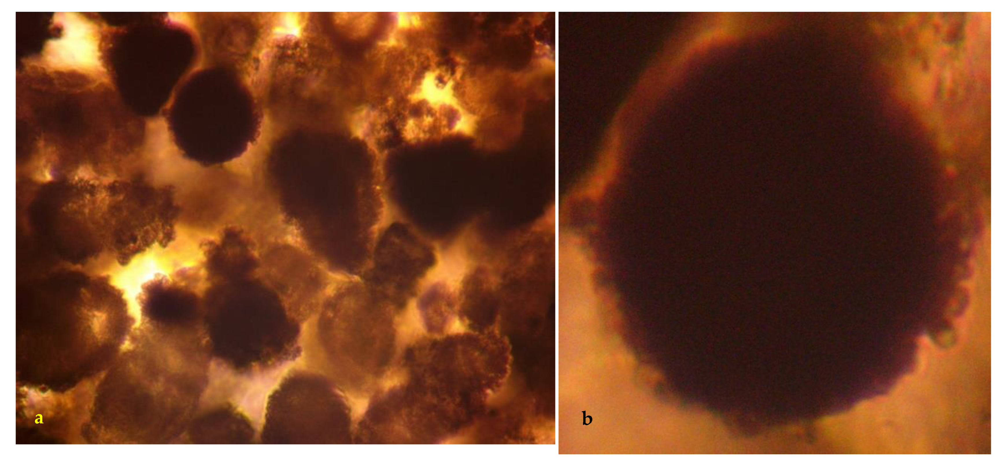Hydrology 09 00219 g005