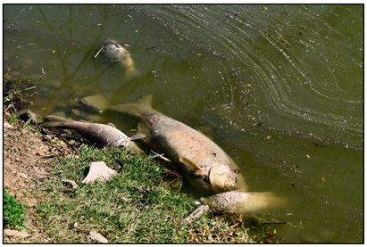 Hydrology 11 00148 i007