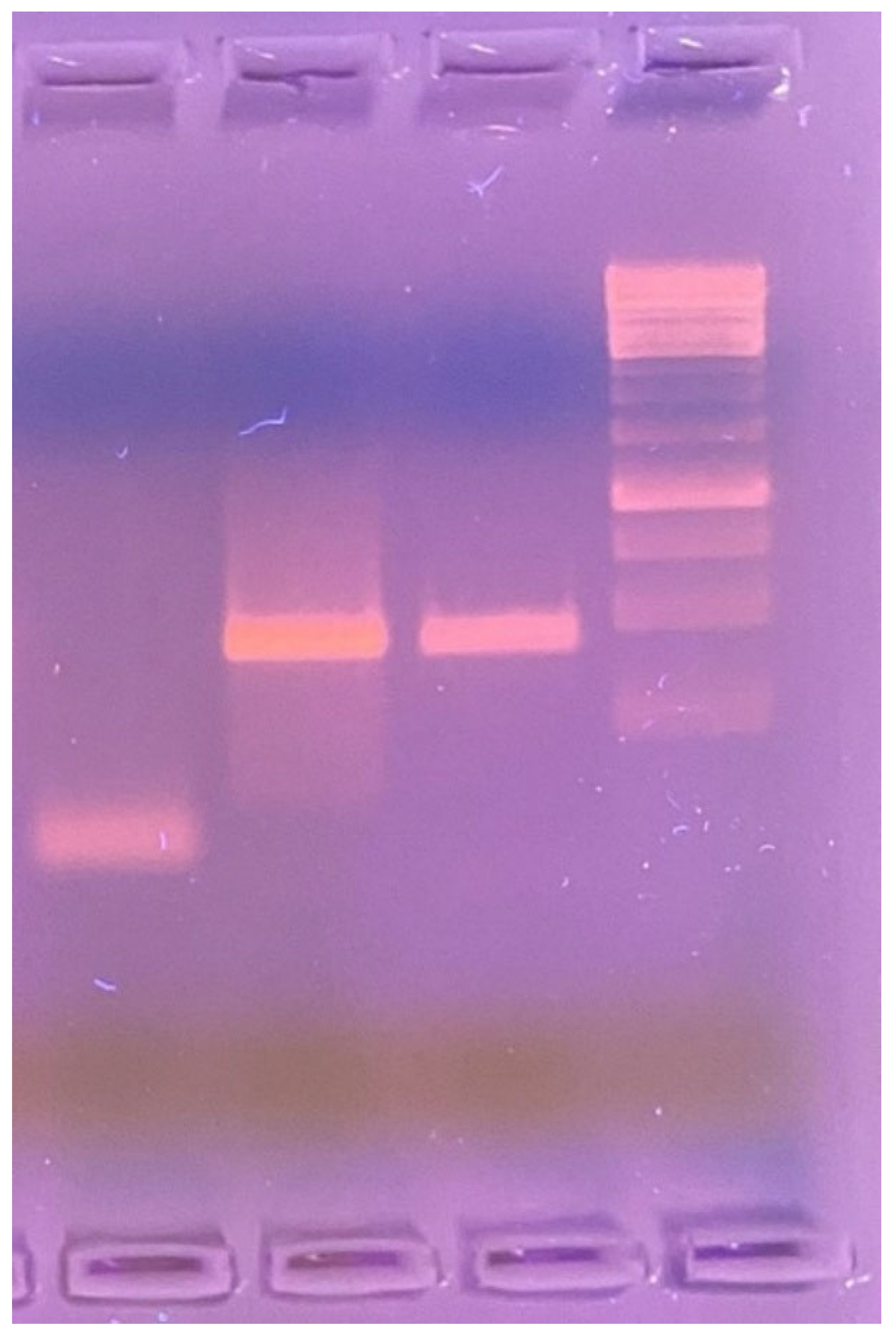 Idr 17 00058 g003 Idr 17 00058 g003