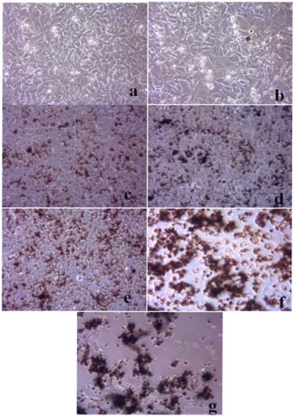 Ijerph 05 00012f4 1024