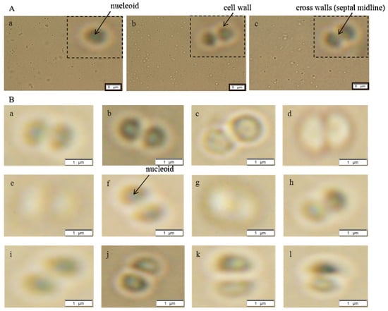 Ijerph 11 03233 g001