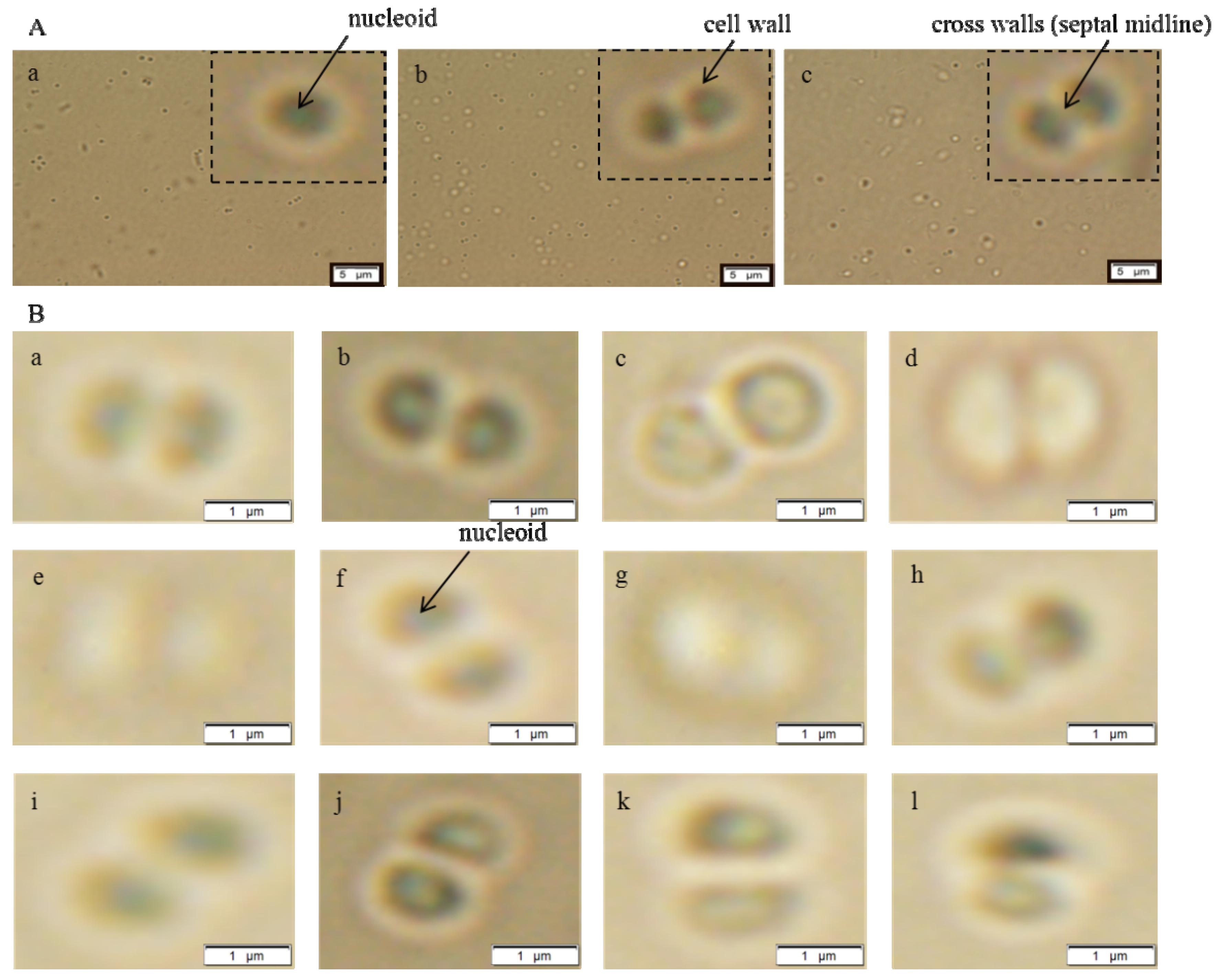 Ijerph 11 03233 g001