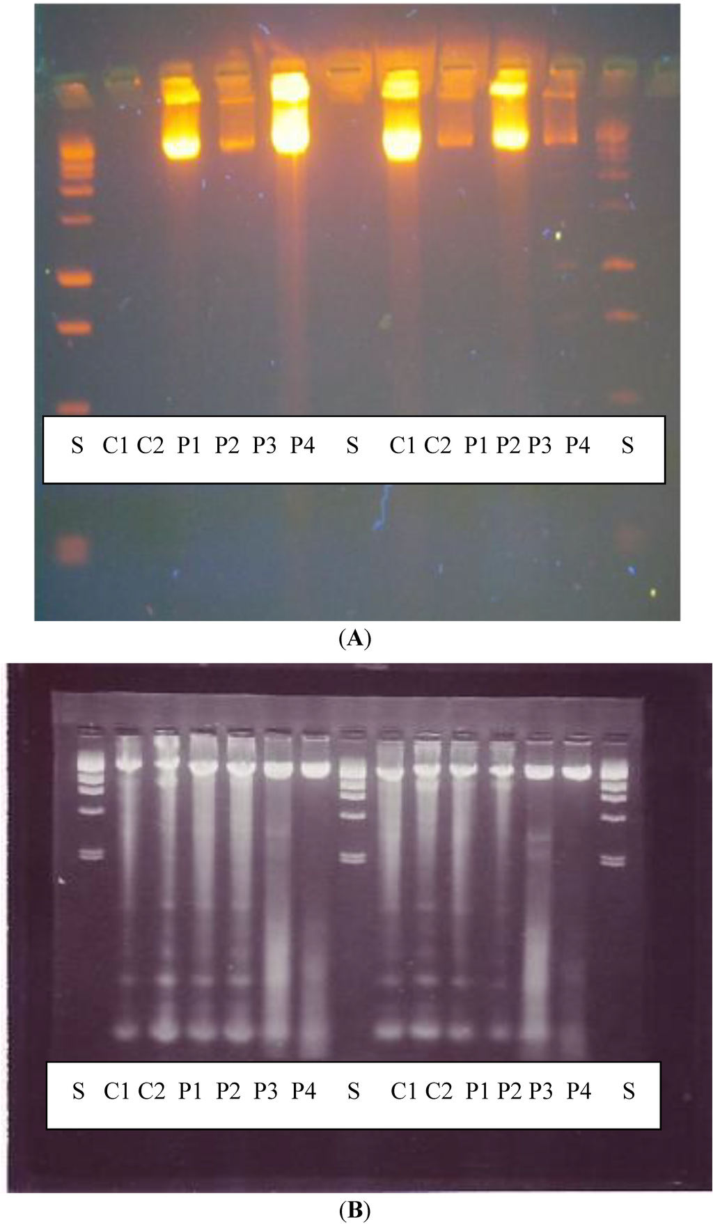 Ijerph 11 08069 g003 1024