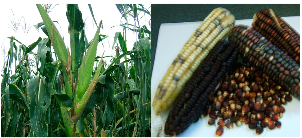 Ijerph 12 05685 g001 1024