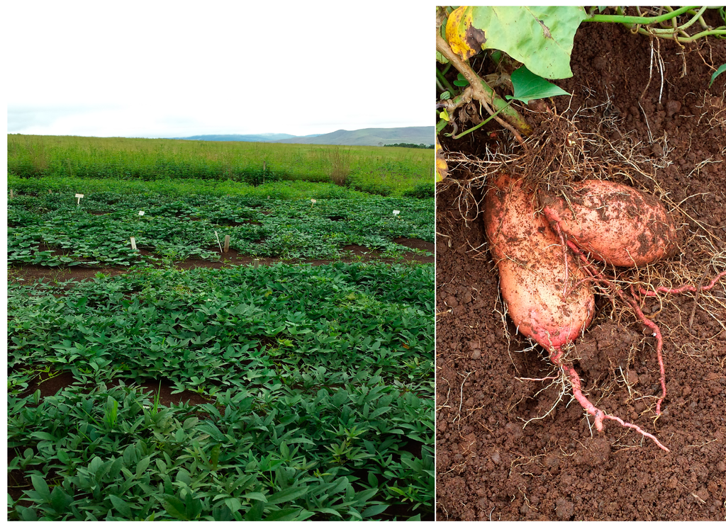 Ijerph 12 05685 g003 1024