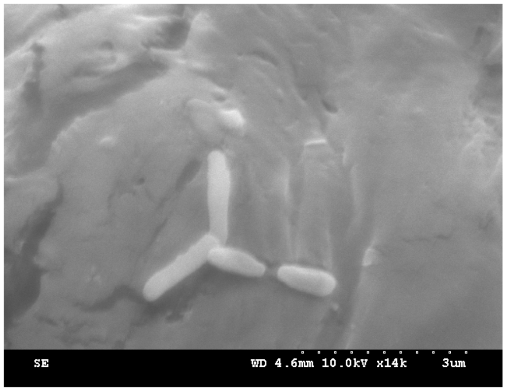 Ijerph 12 13510 g001 1024