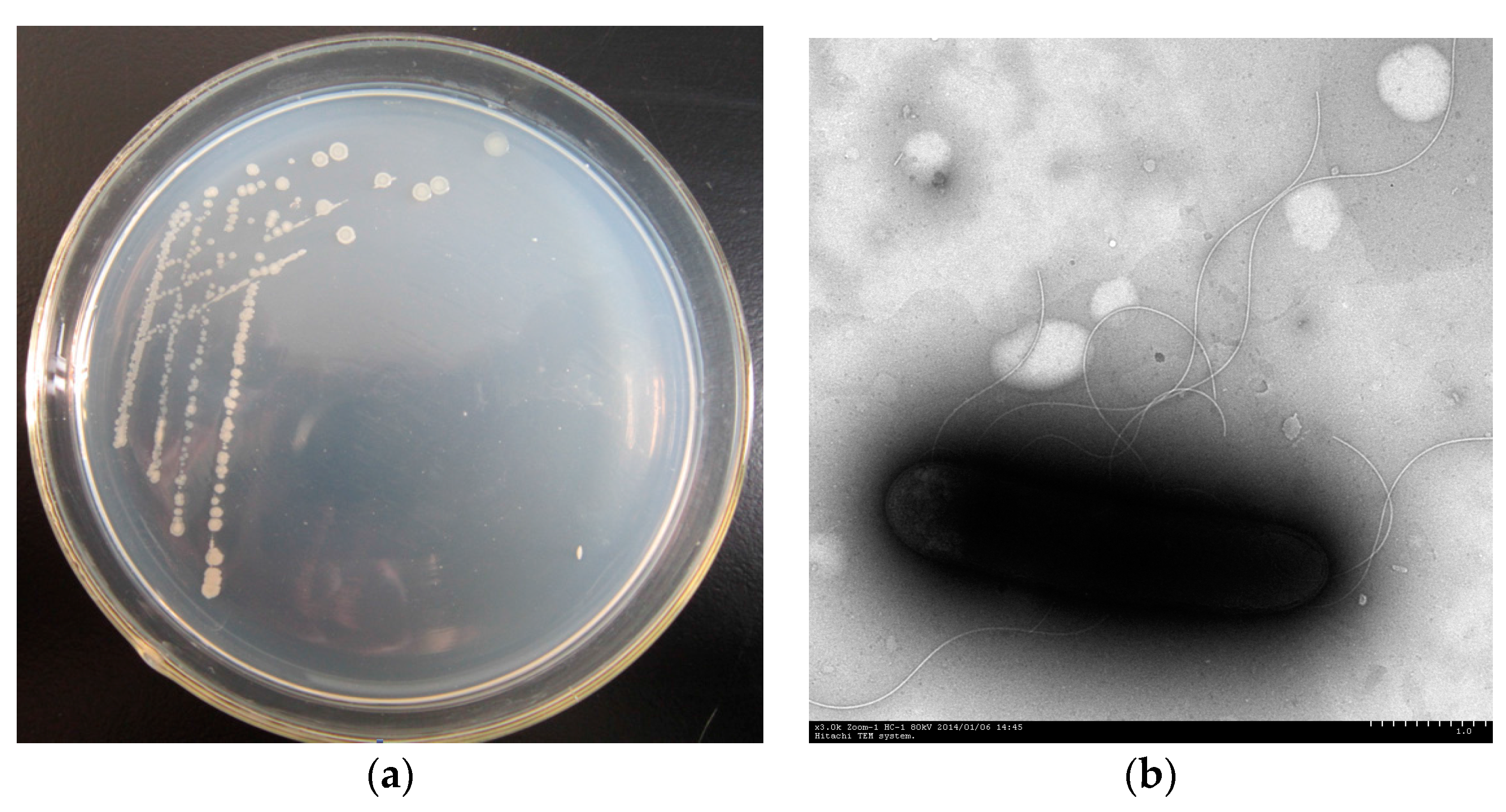Ijerph 13 00633 g001