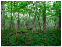 Ijerph 14 00800 i003