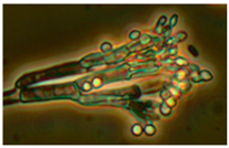 Ijerph 15 00230 i007 Ijerph 15 00230 i007