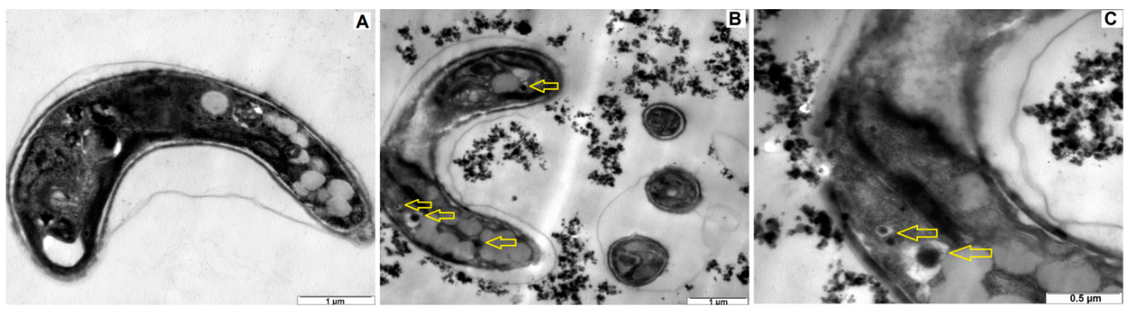 Ijerph 15 00416 g005