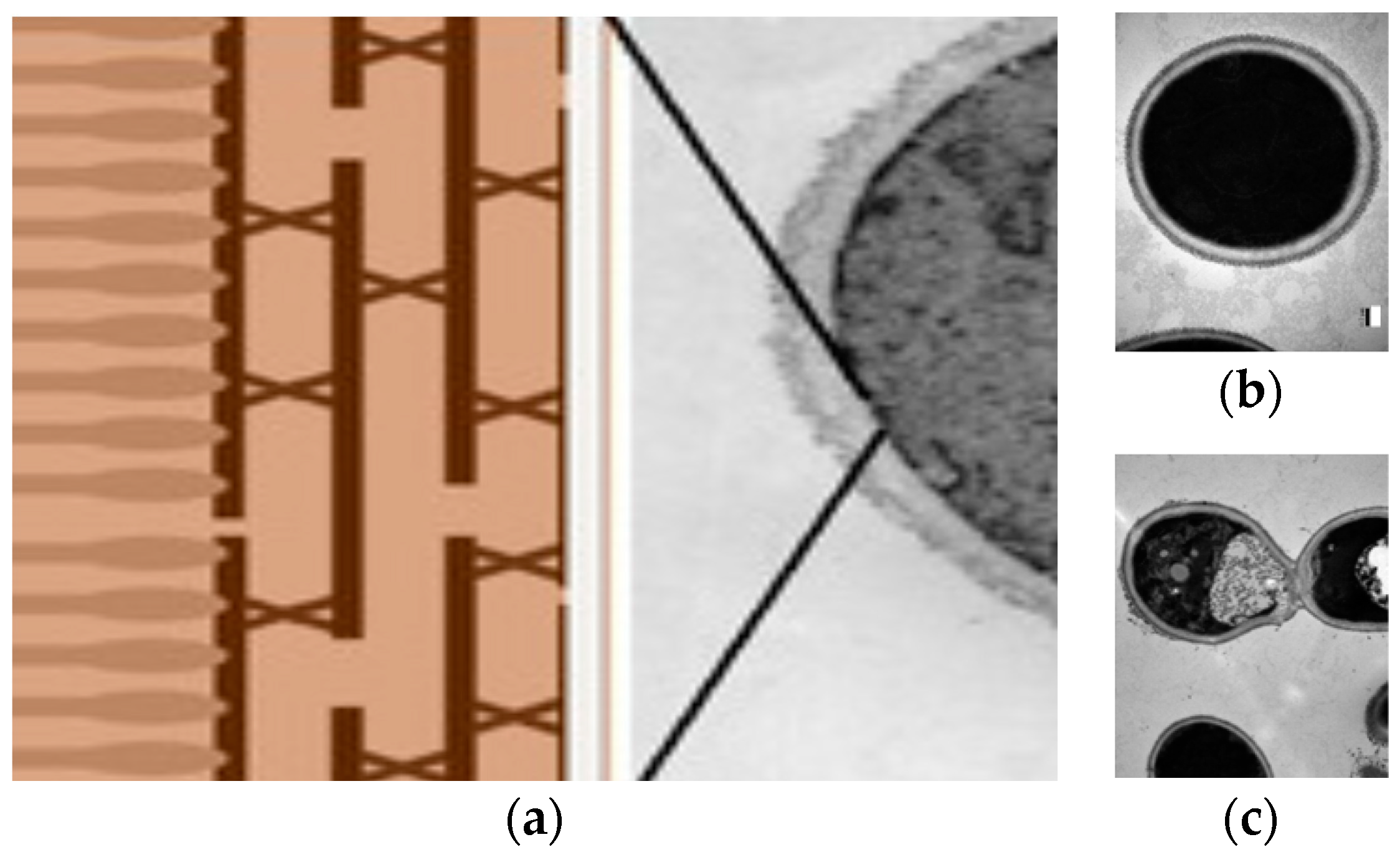 Ijerph 15 01408 g005