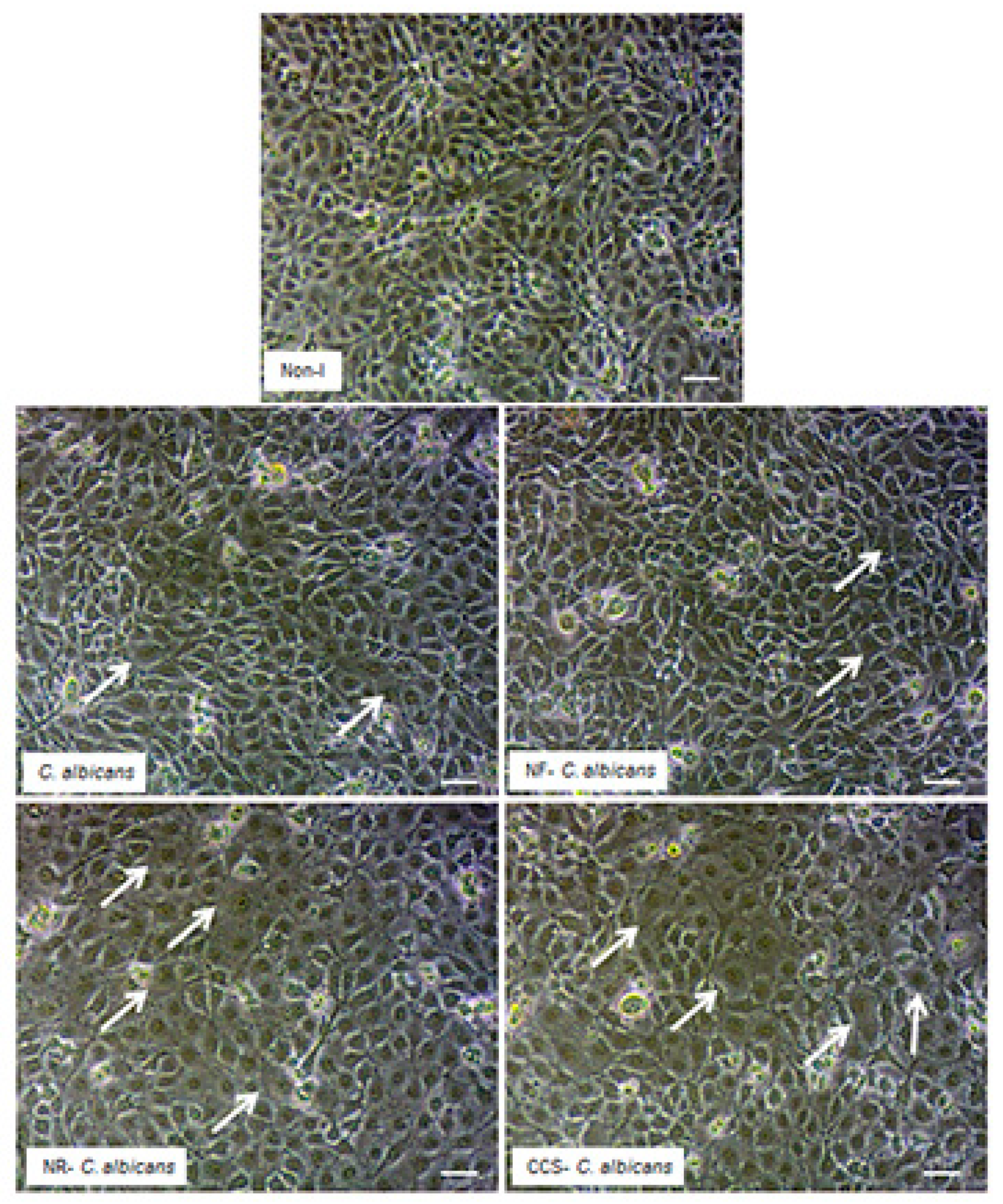 Ijerph 16 00294 g008