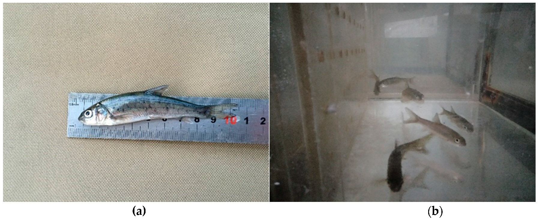 Ijerph 16 02021 g002