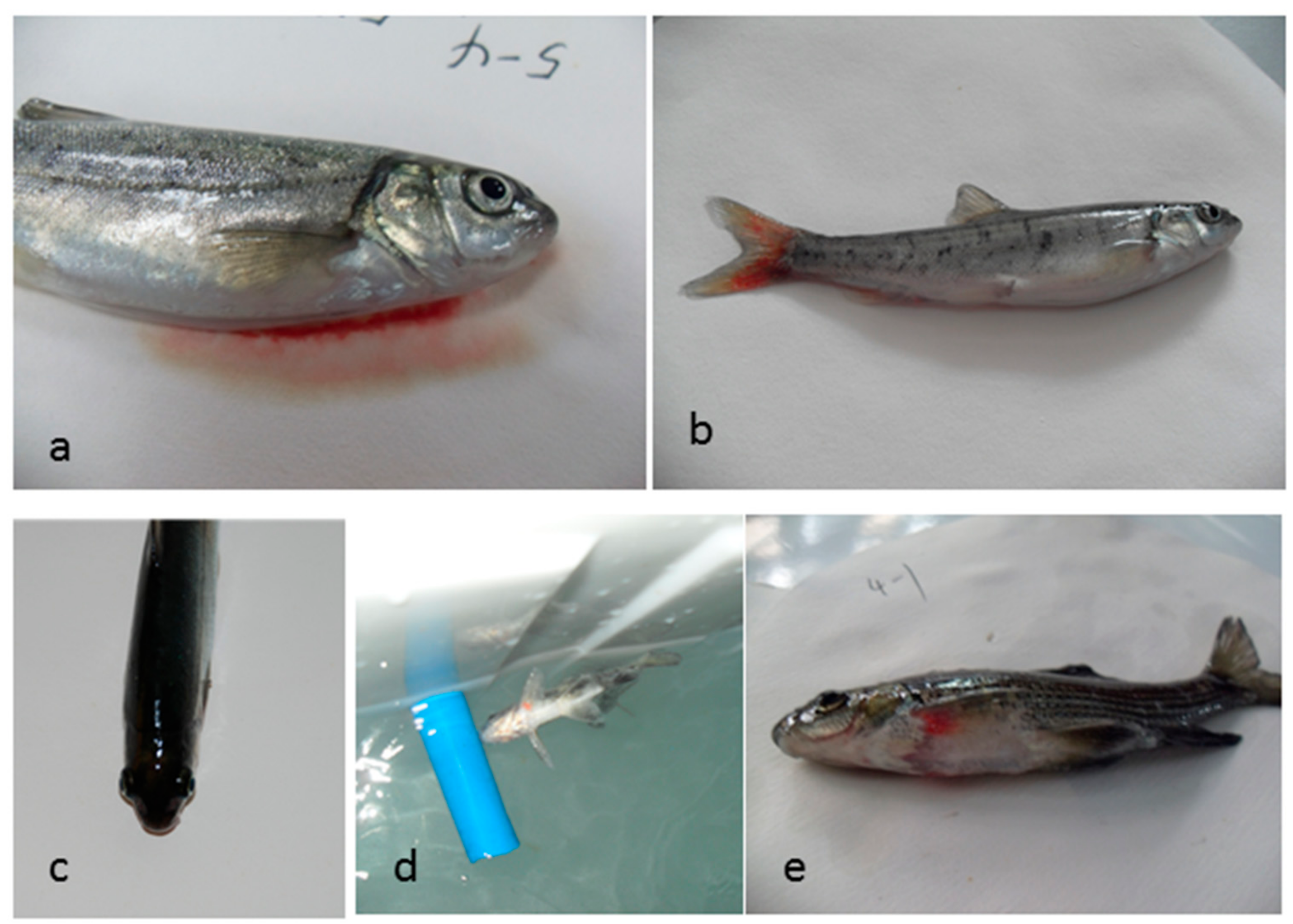 Ijerph 16 02444 g001 Ijerph 16 02444 g001