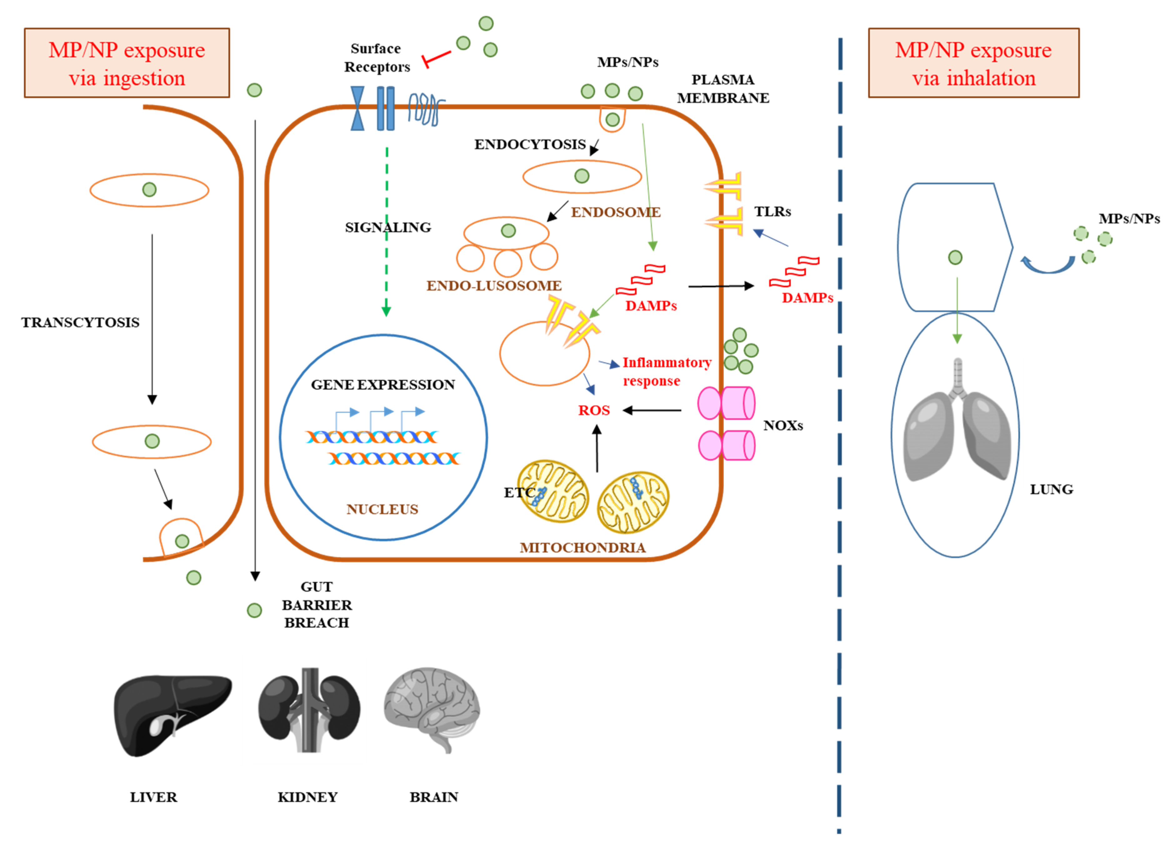 Ijerph 17 01509 g001
