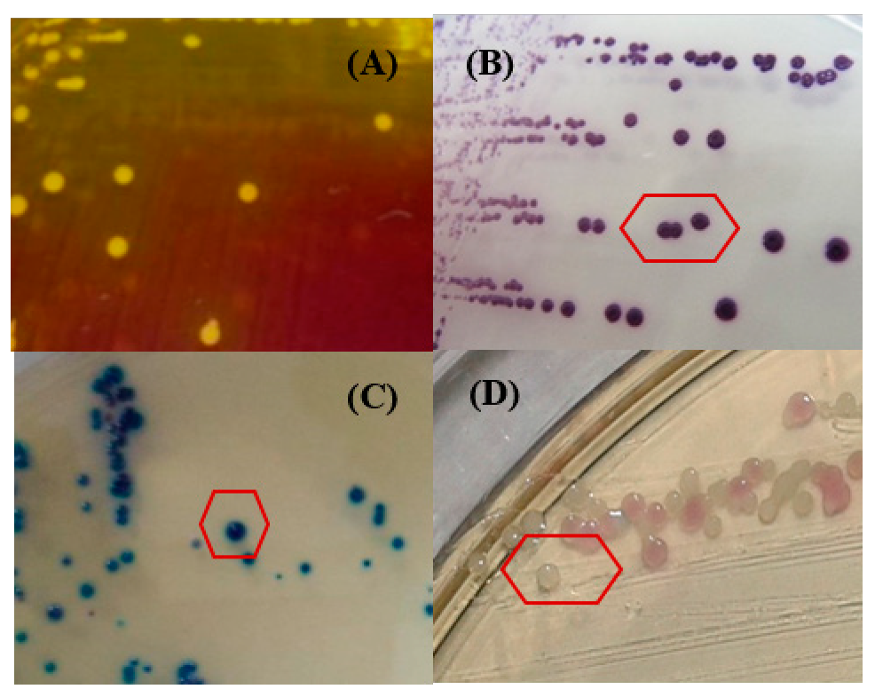 Ijerph 17 03761 g001