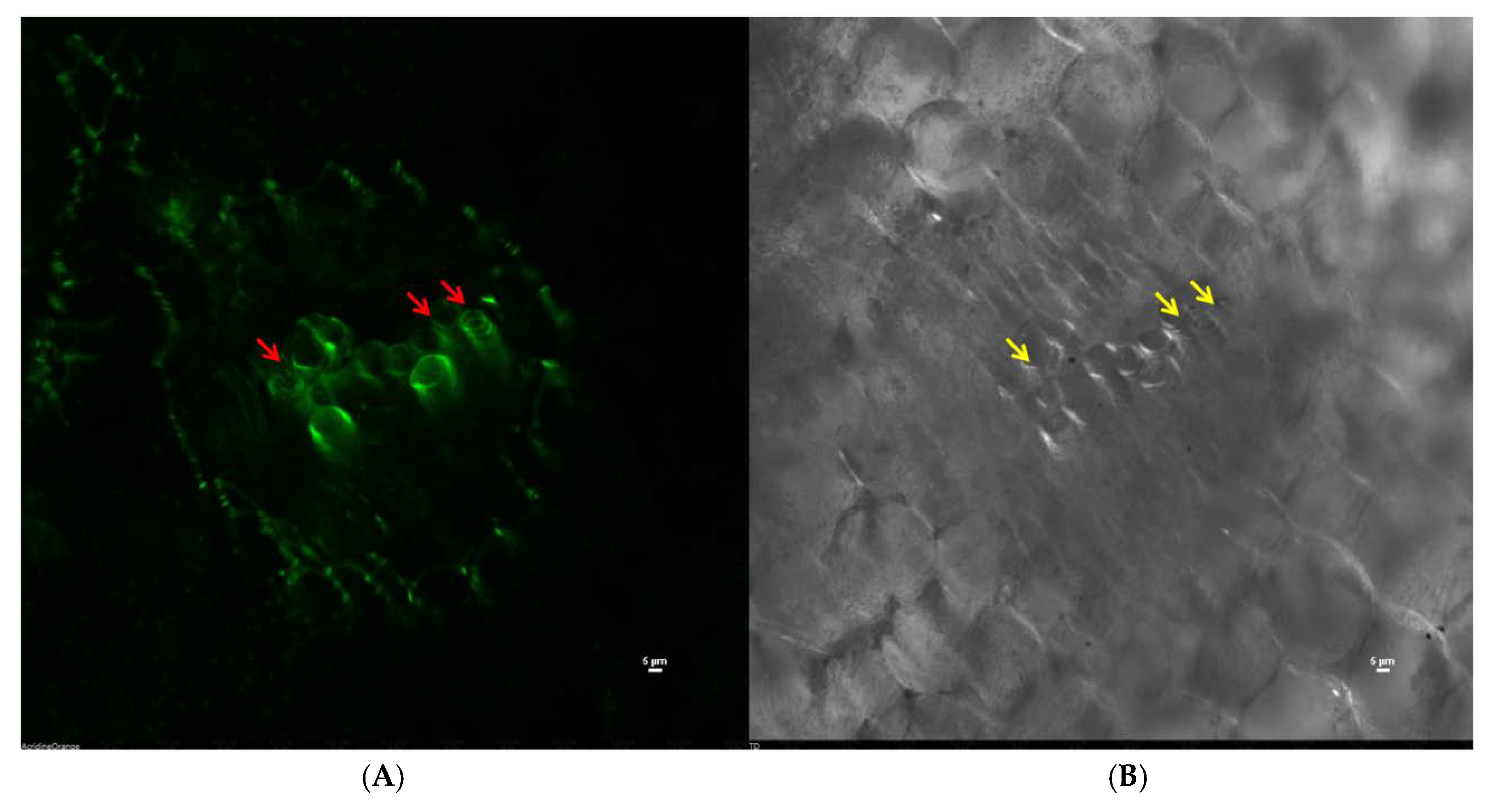 Ijerph 17 04274 g008a