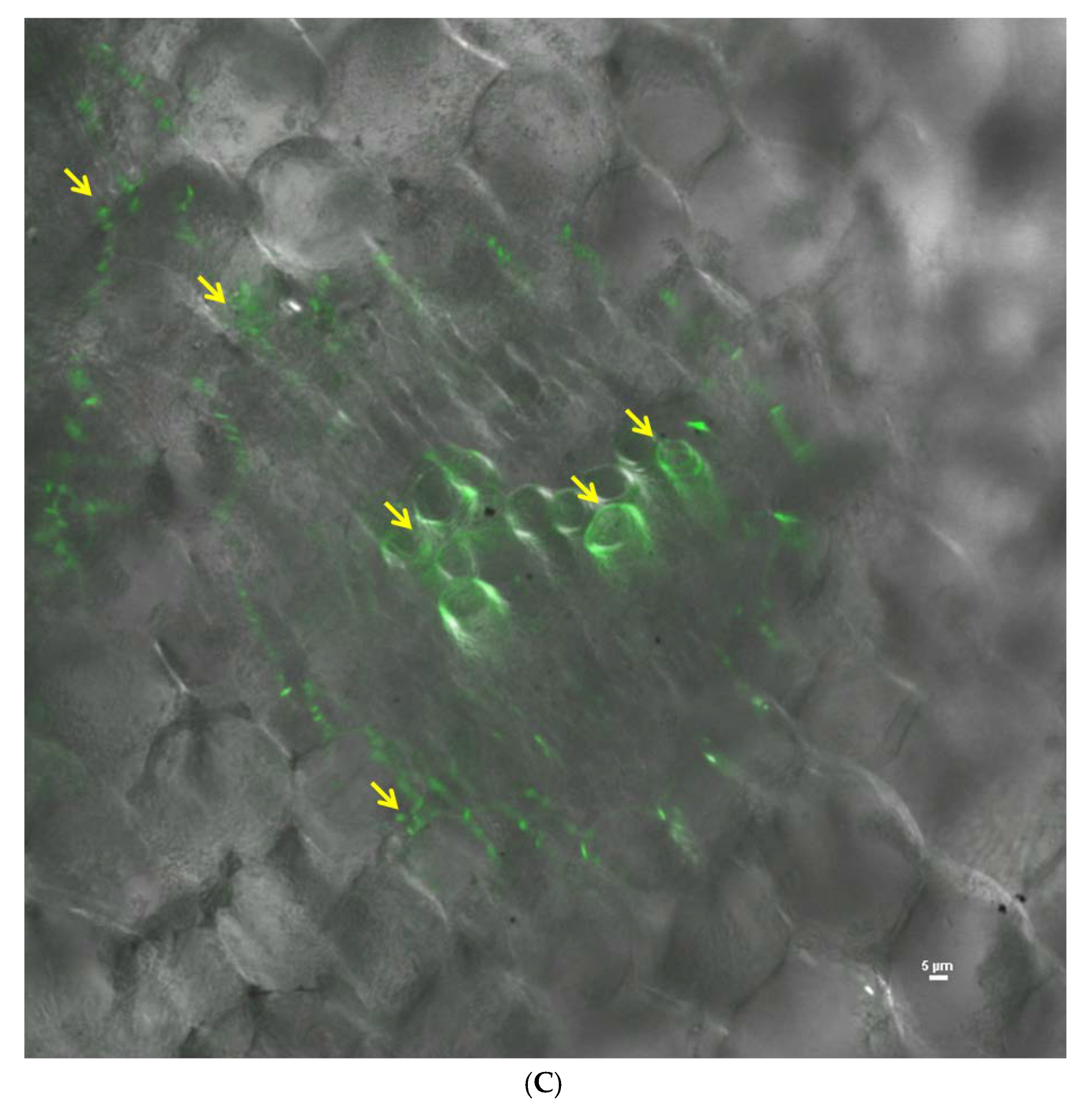 Ijerph 17 04274 g008b