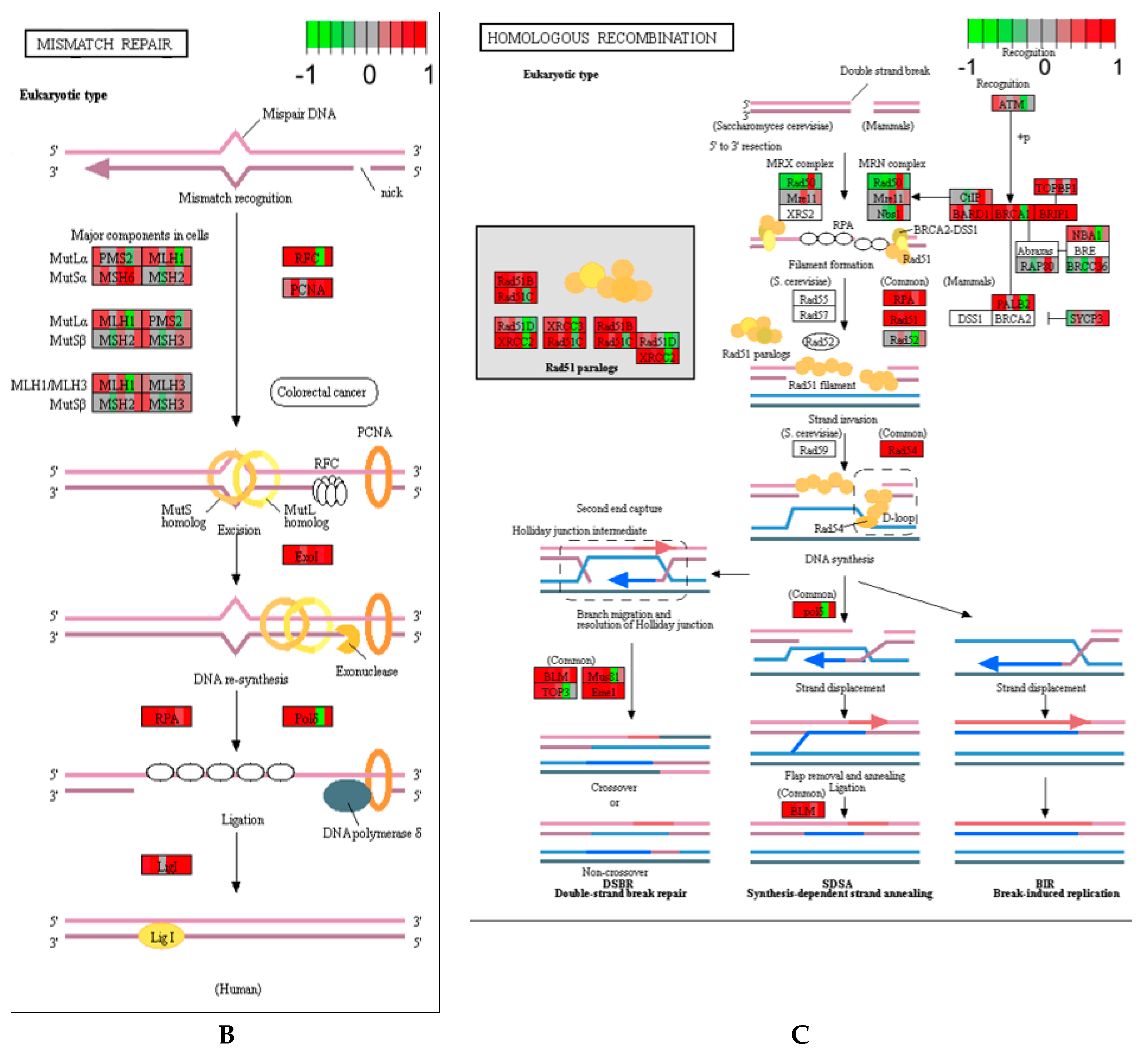 Ijerph 17 05466 g002b