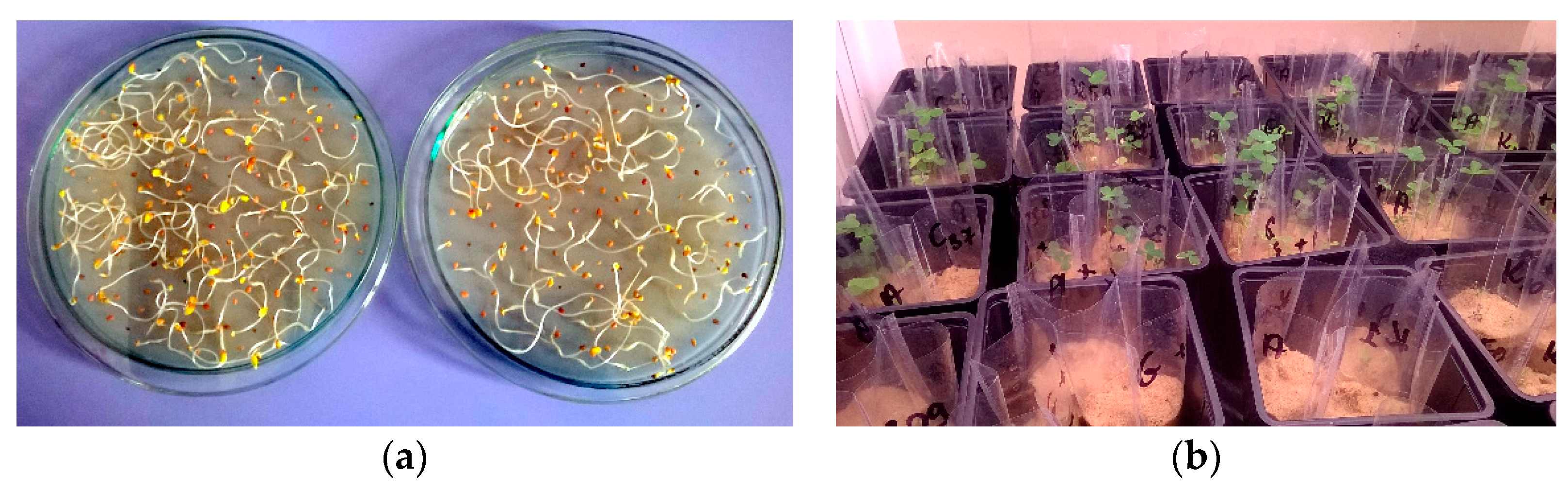 Ijerph 17 05751 g001