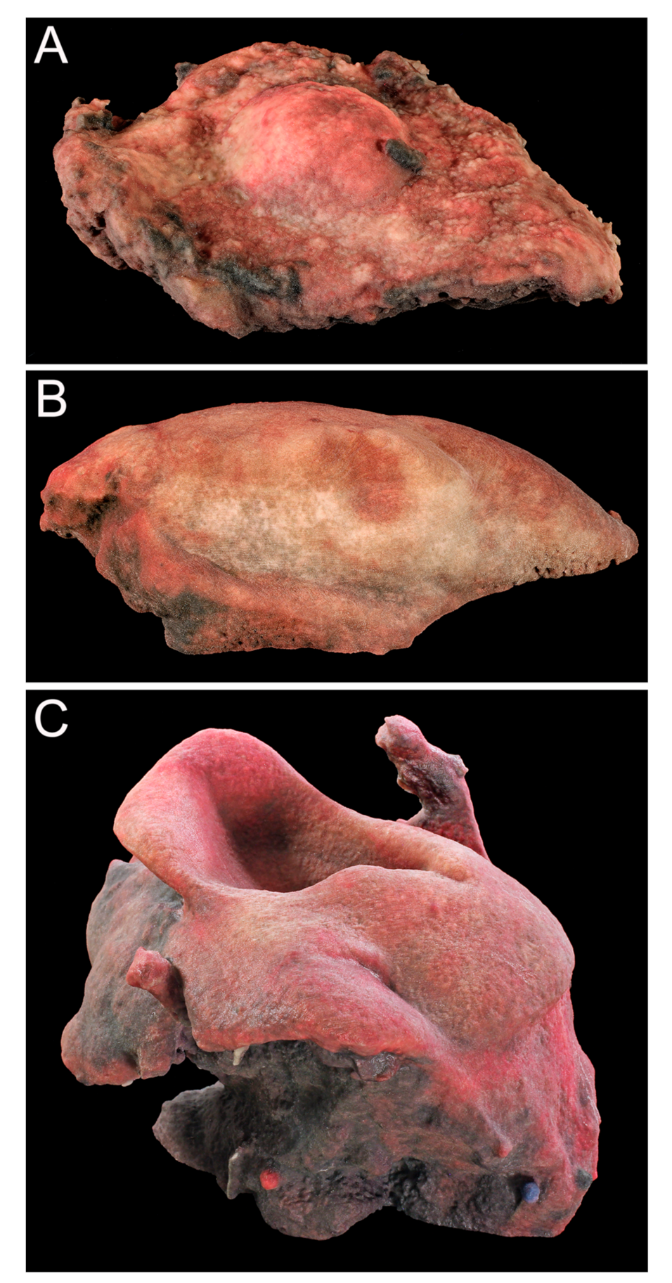 Ijerph 18 00911 g008