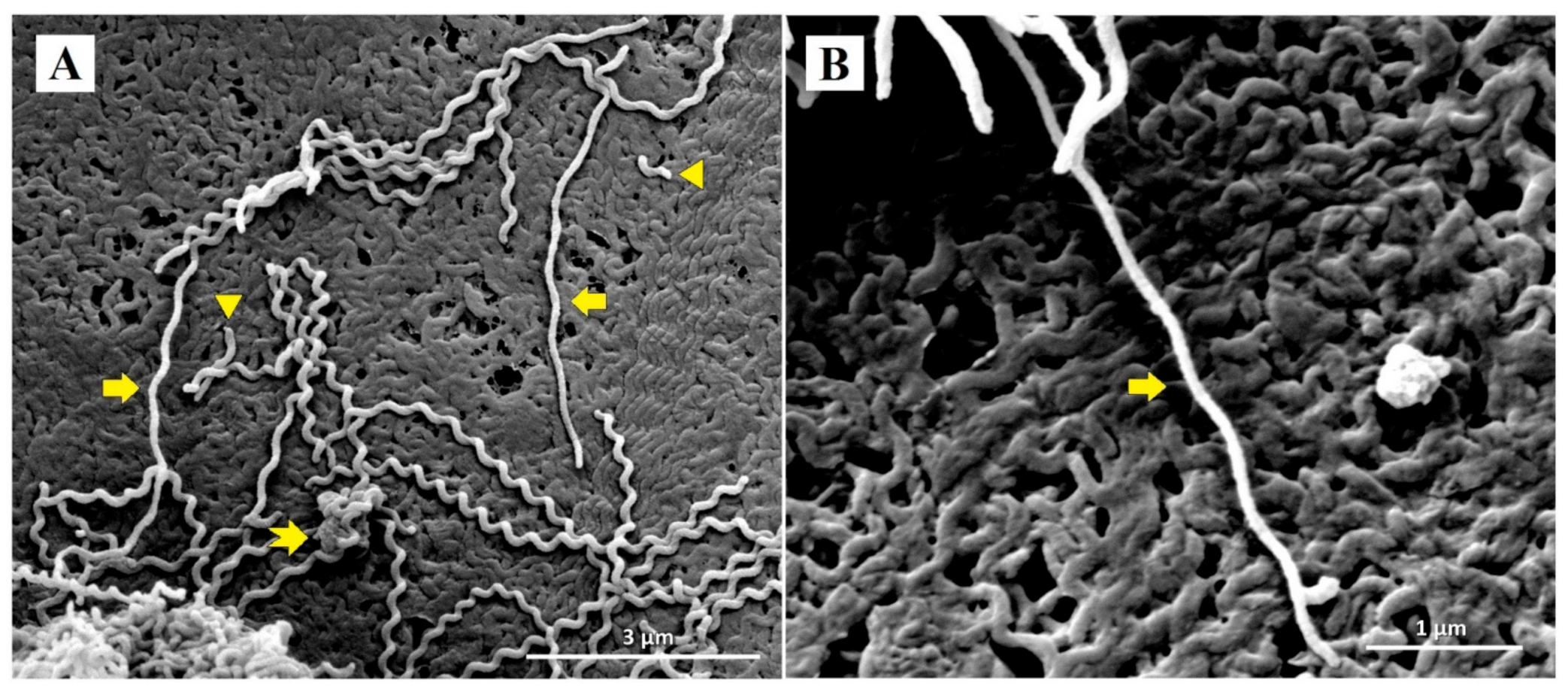 Ijerph 18 02834 g003