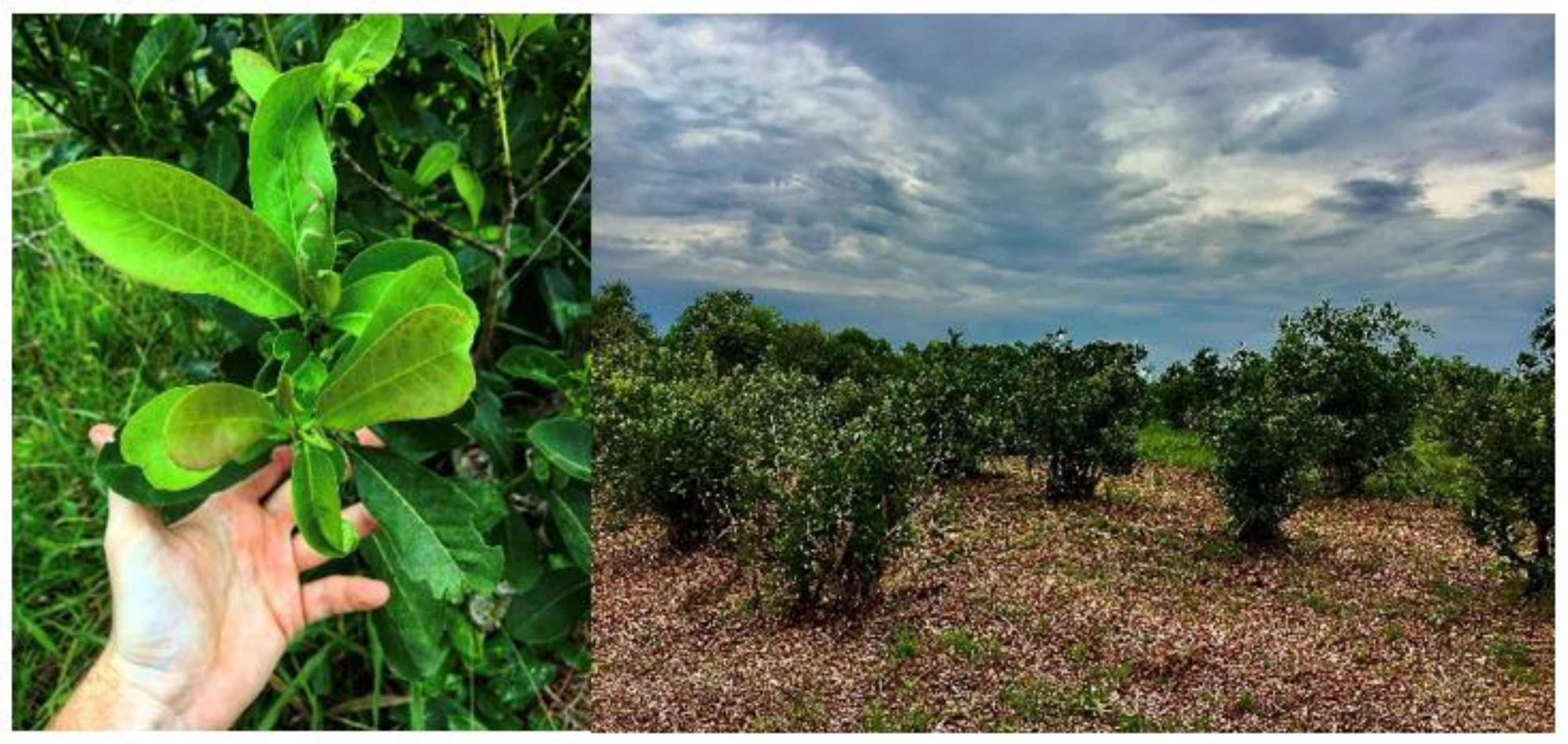 Ijerph 18 08117 g001