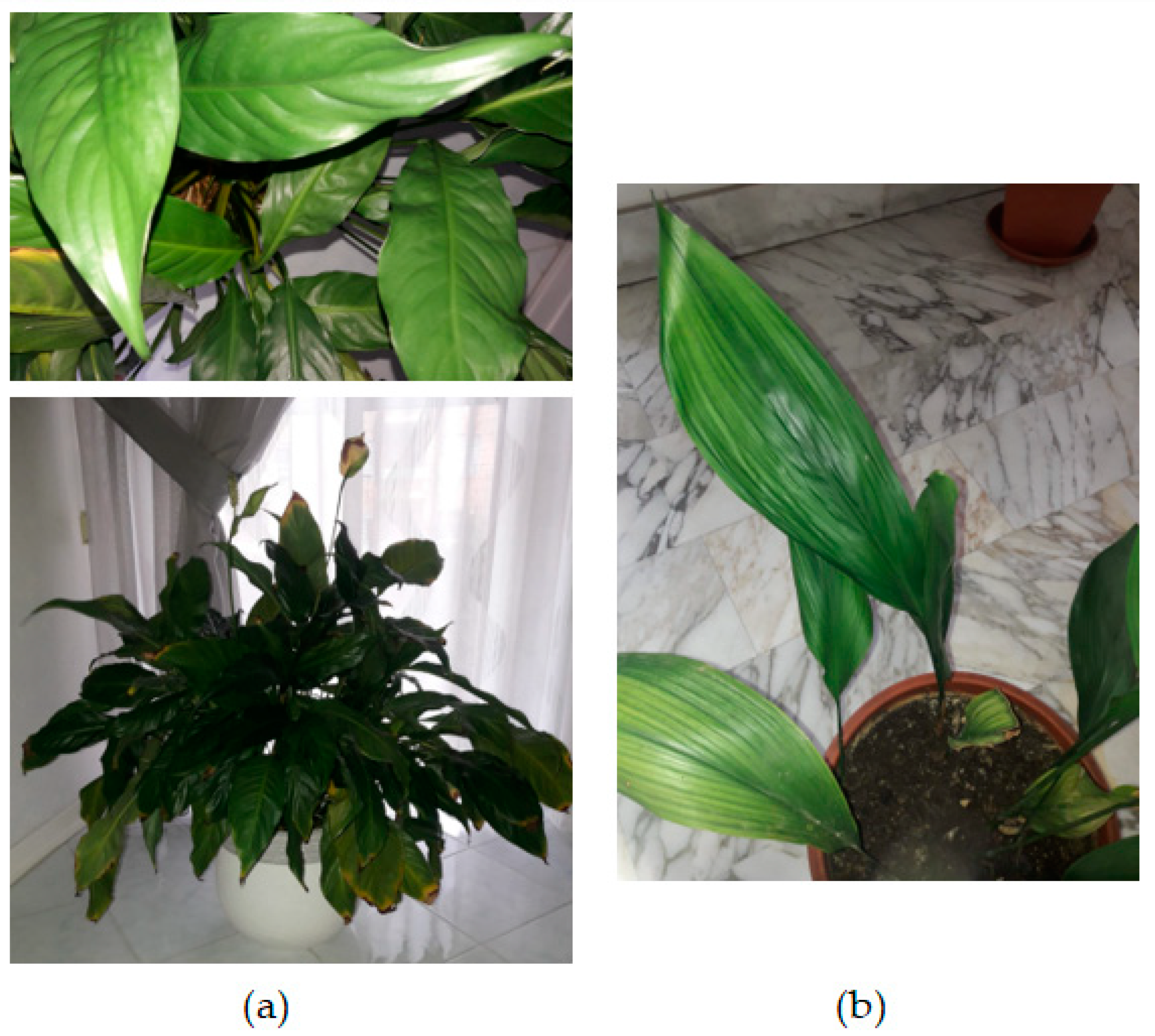 Ijerph 19 00273 g001