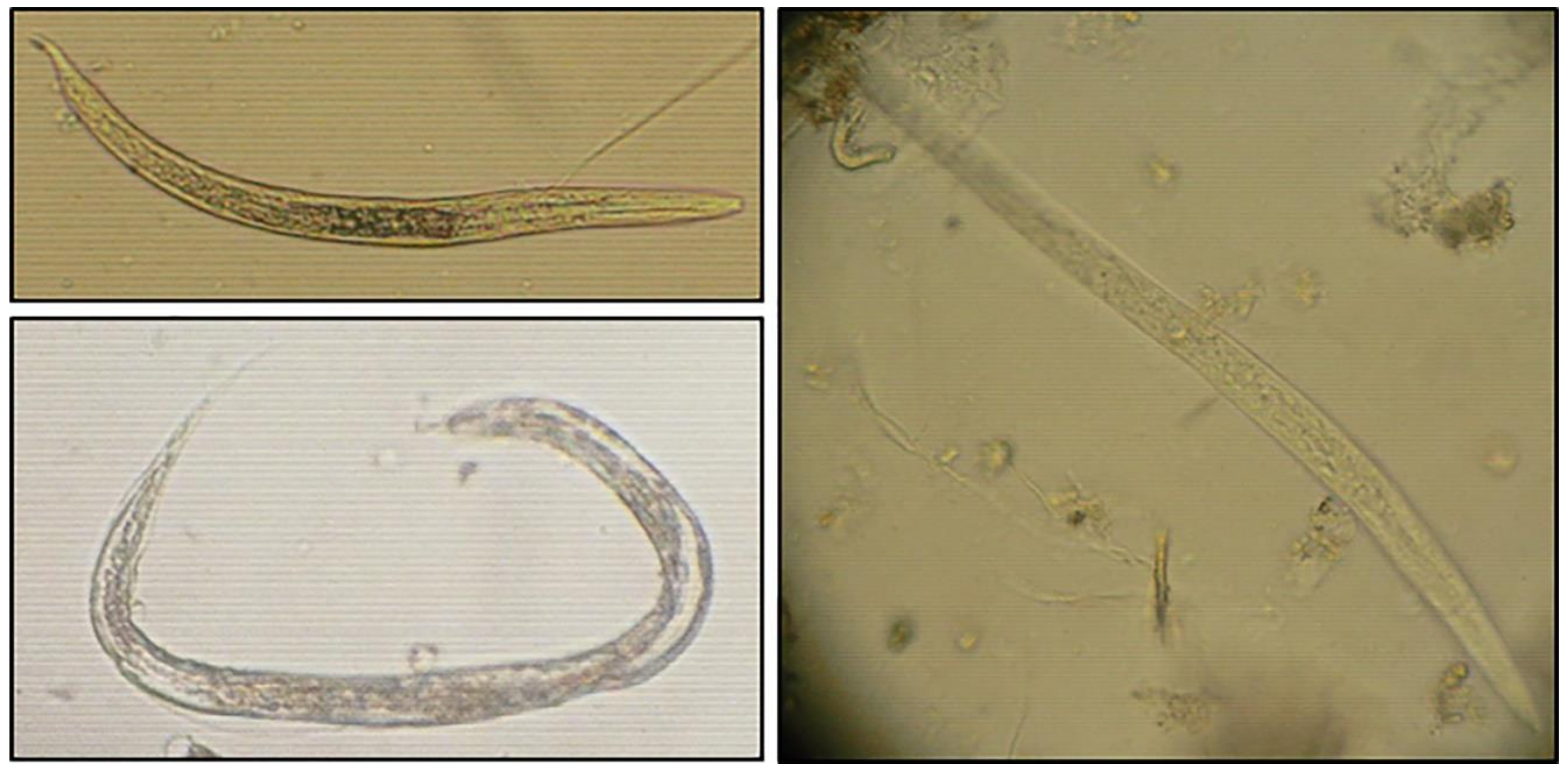 Ijerph 19 01657 g005